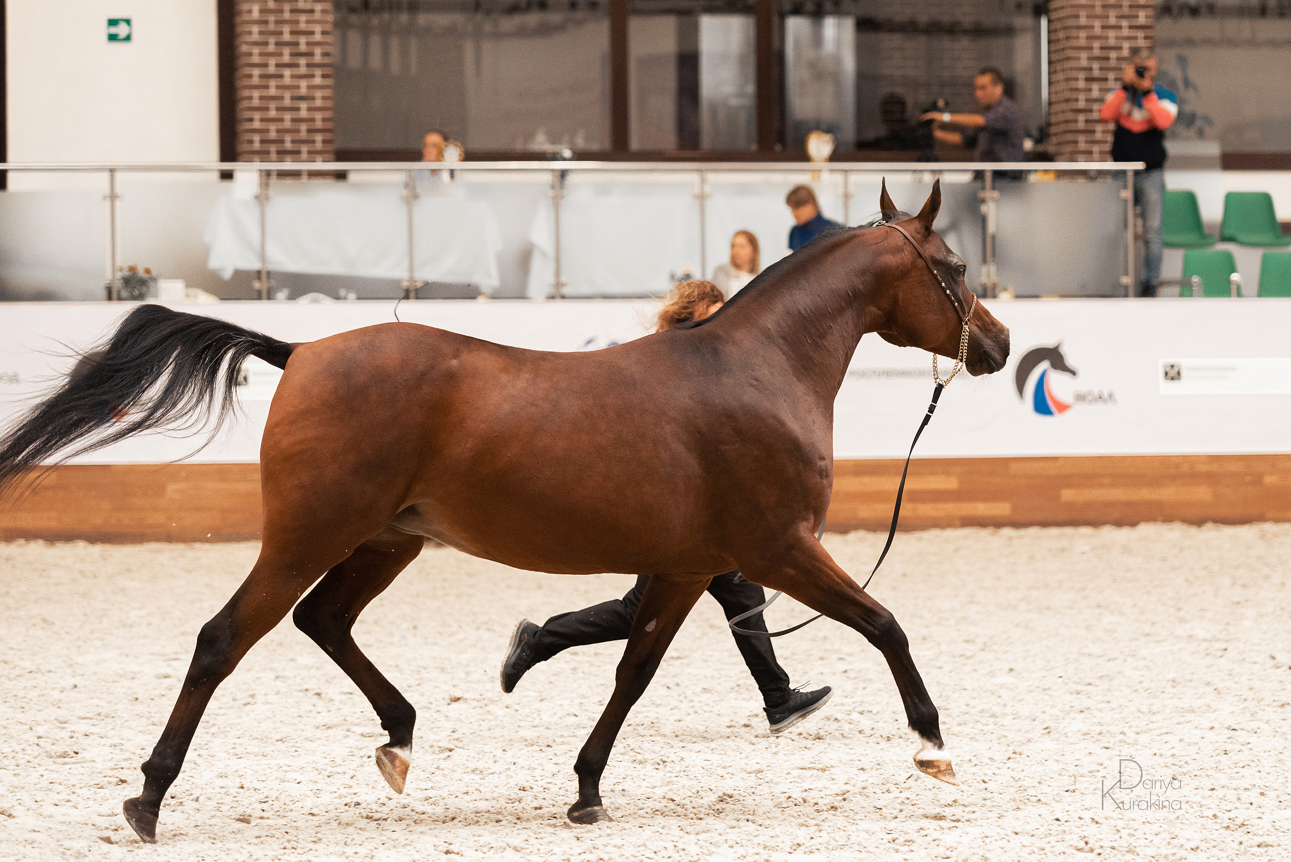 Конная Россия 2021. Конный фотограф Куракина Дарья • Фотосессии с лошадьми