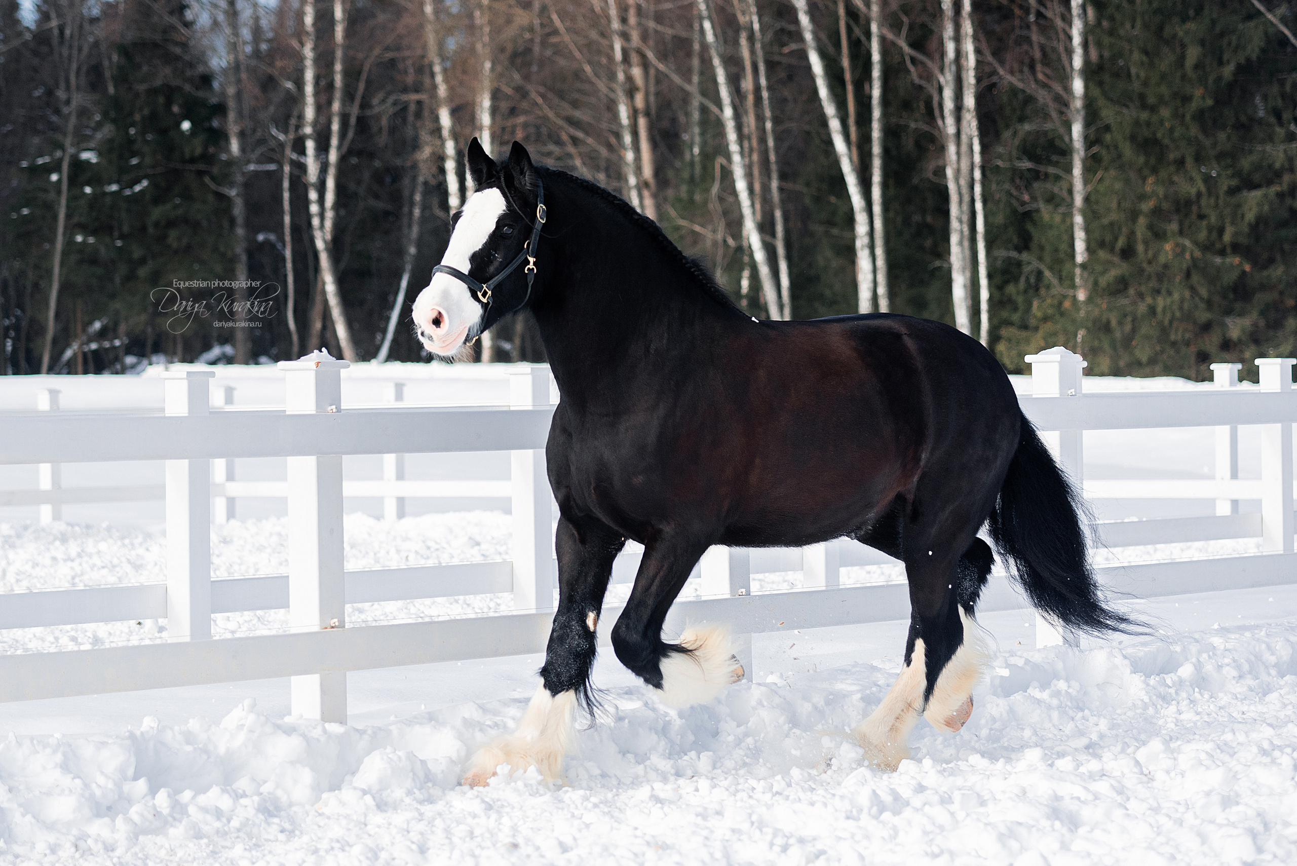 Лафарейдо. Конный фотограф Куракина Дарья • Фотосессии с лошадьми
