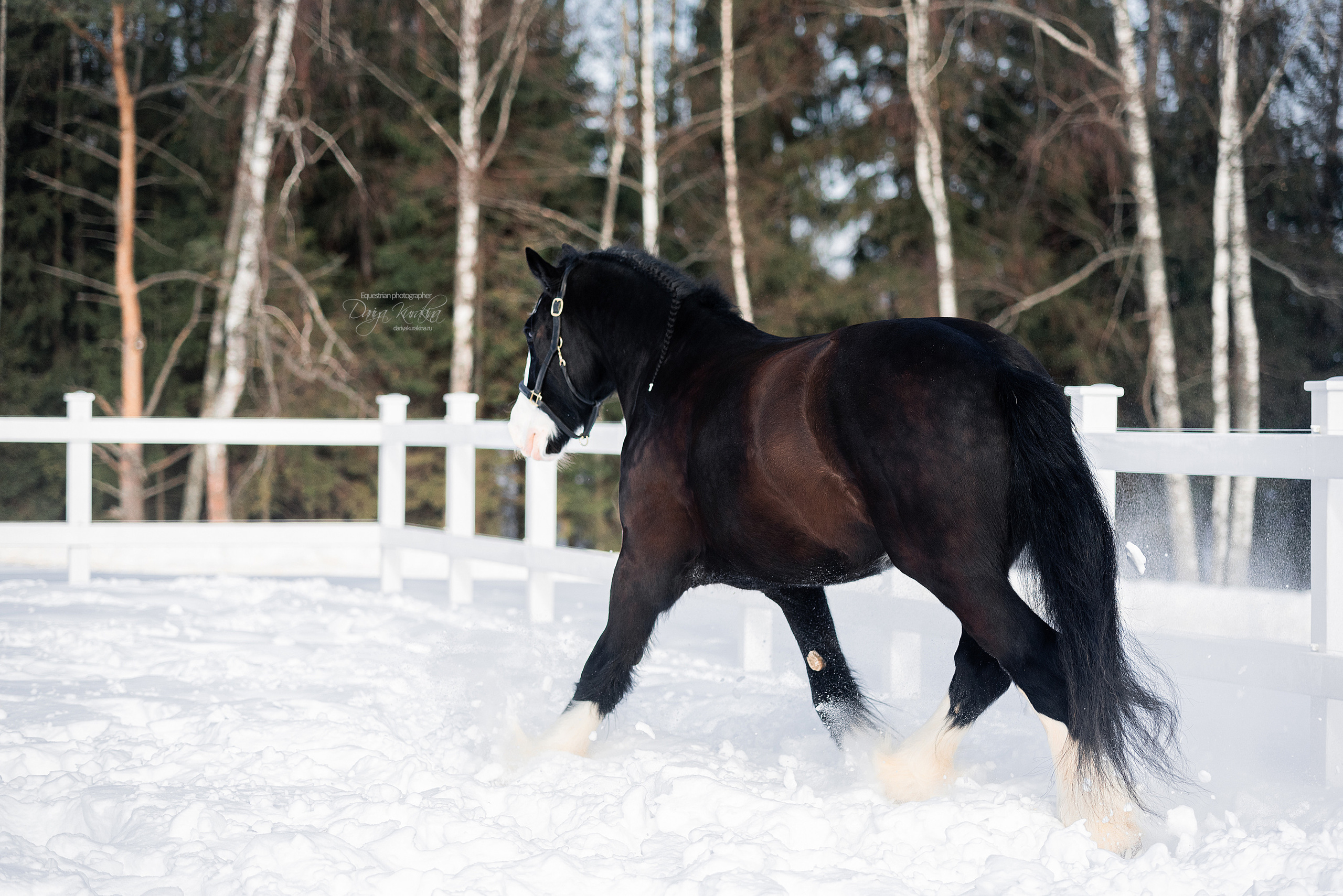 Лафарейдо. Конный фотограф Куракина Дарья • Фотосессии с лошадьми