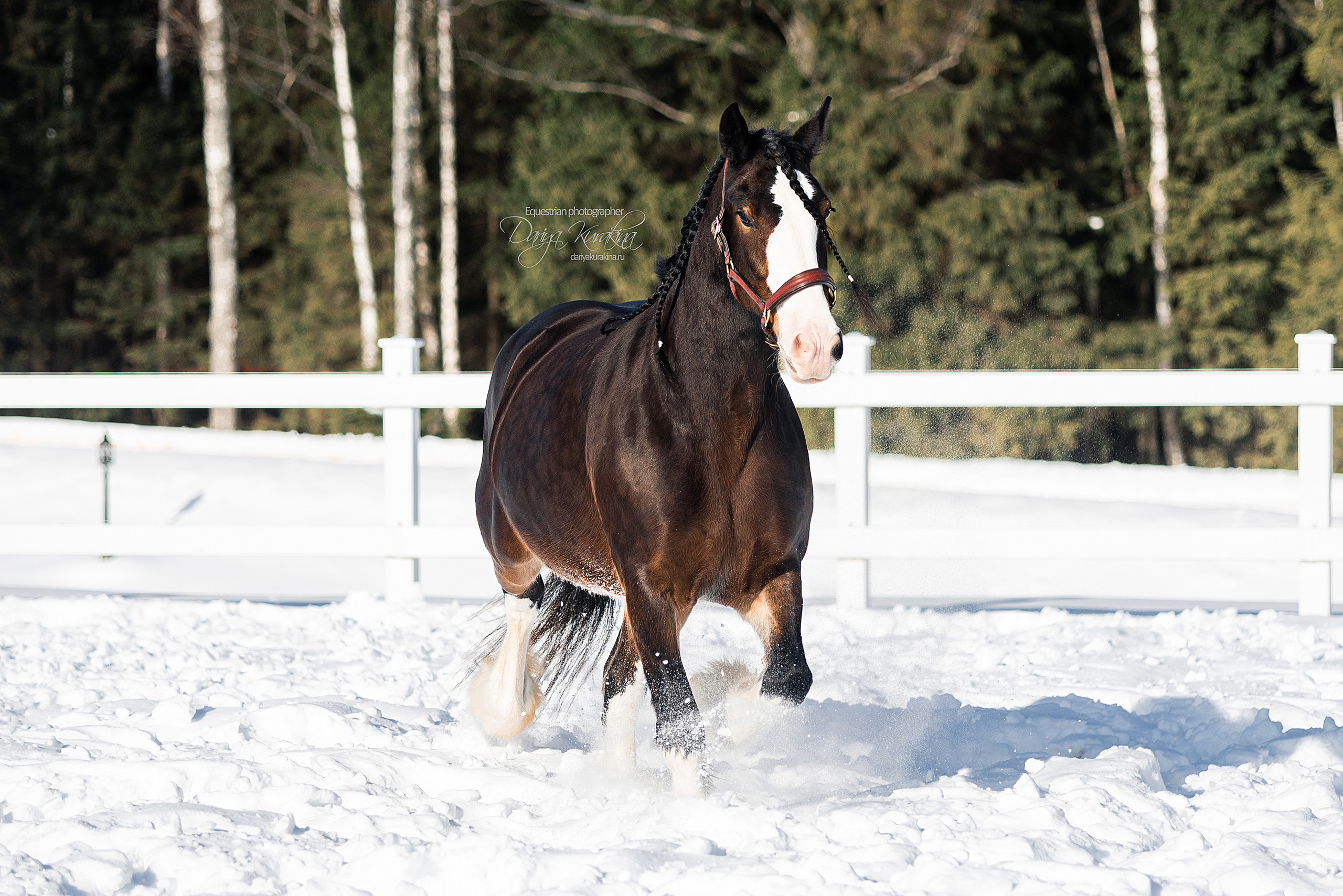 Лафарейдо. Конный фотограф Куракина Дарья • Фотосессии с лошадьми