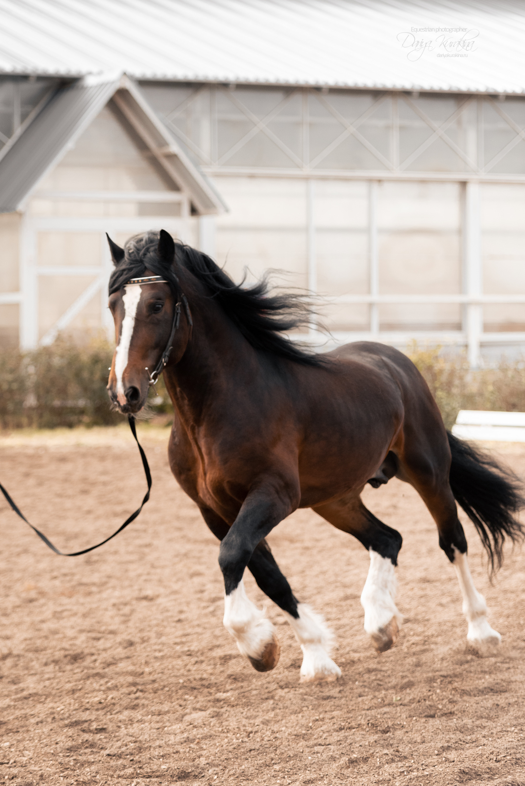 Богдарня. Конный фотограф Куракина Дарья • Фотосессии с лошадьми