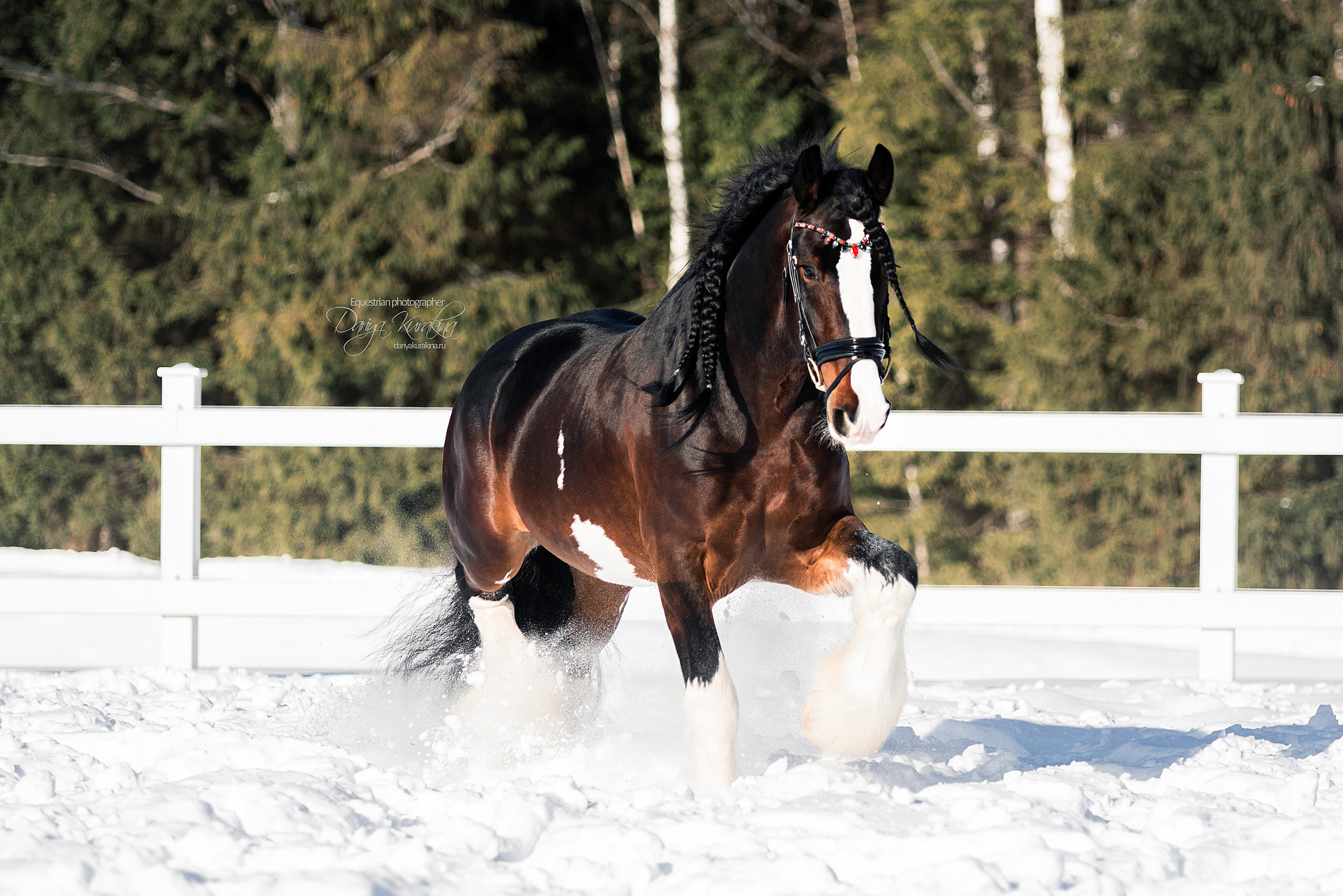 Лафарейдо. Конный фотограф Куракина Дарья • Фотосессии с лошадьми