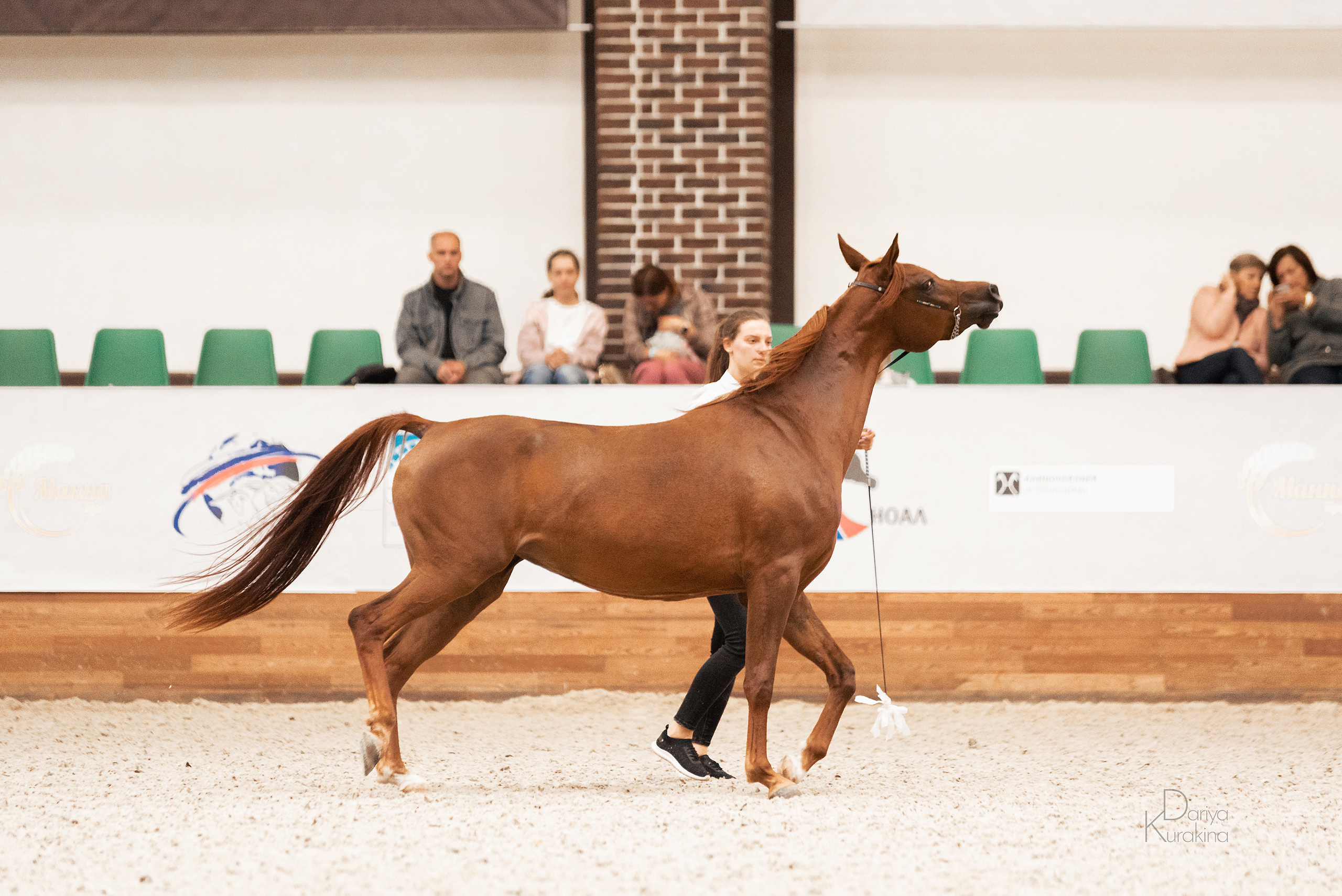Конная Россия 2021. Конный фотограф Куракина Дарья • Фотосессии с лошадьми