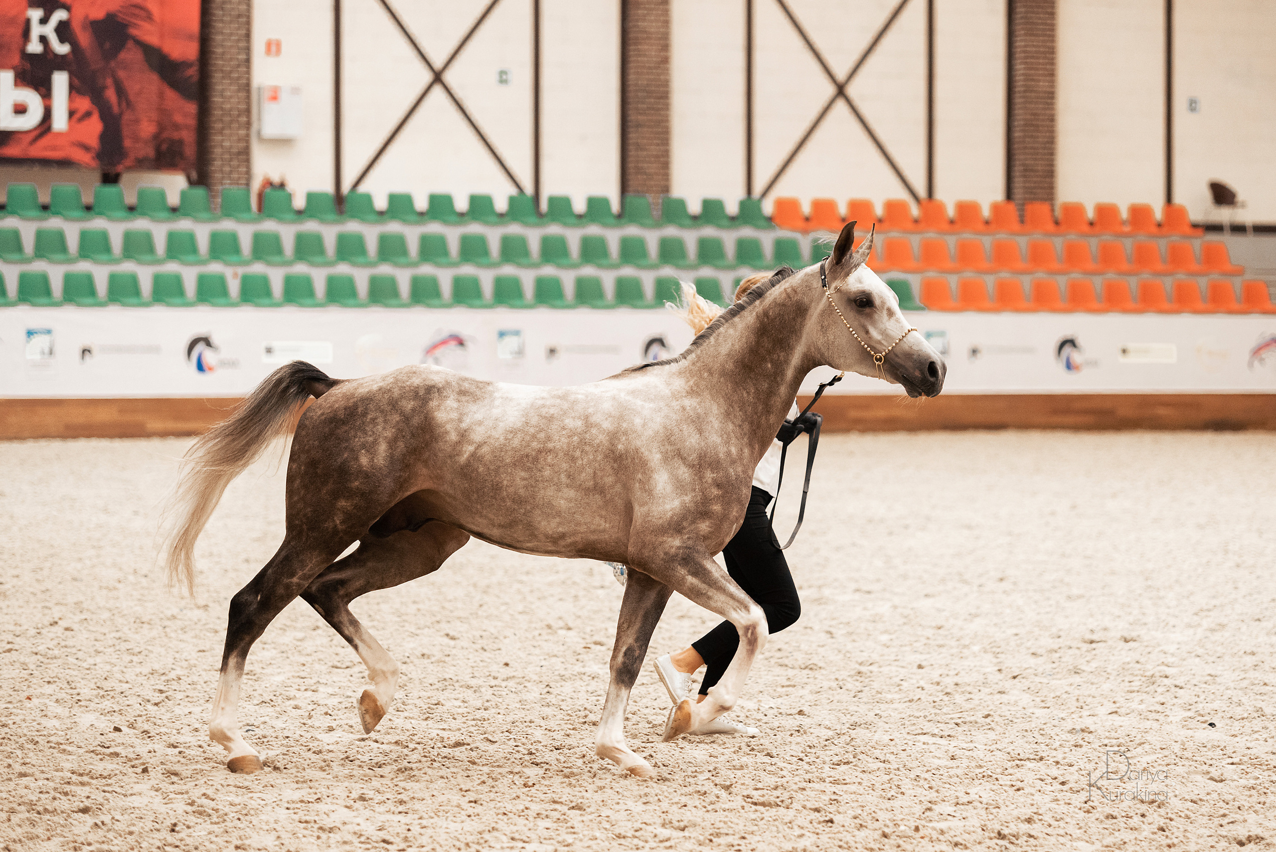 Конная Россия 2021. Конный фотограф Куракина Дарья • Фотосессии с лошадьми