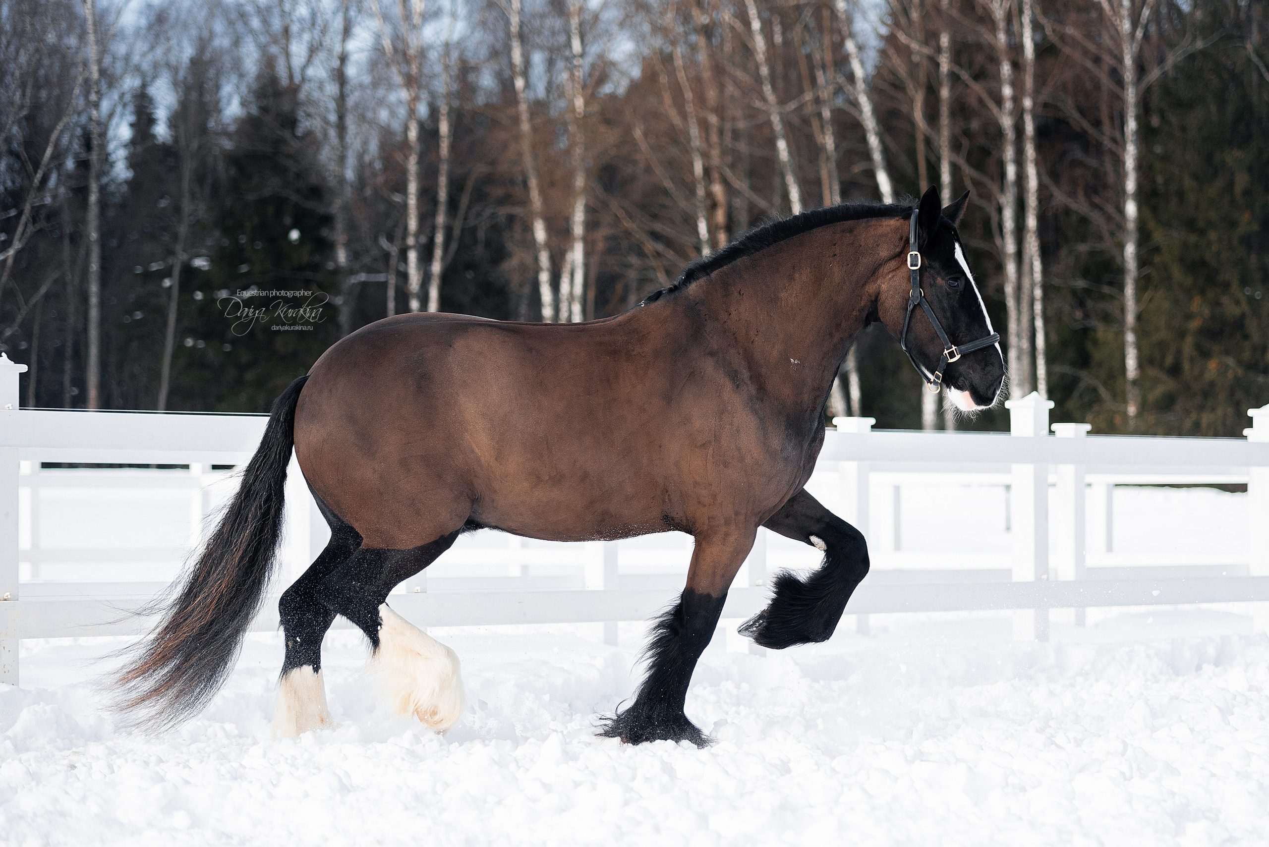 Лафарейдо. Конный фотограф Куракина Дарья • Фотосессии с лошадьми