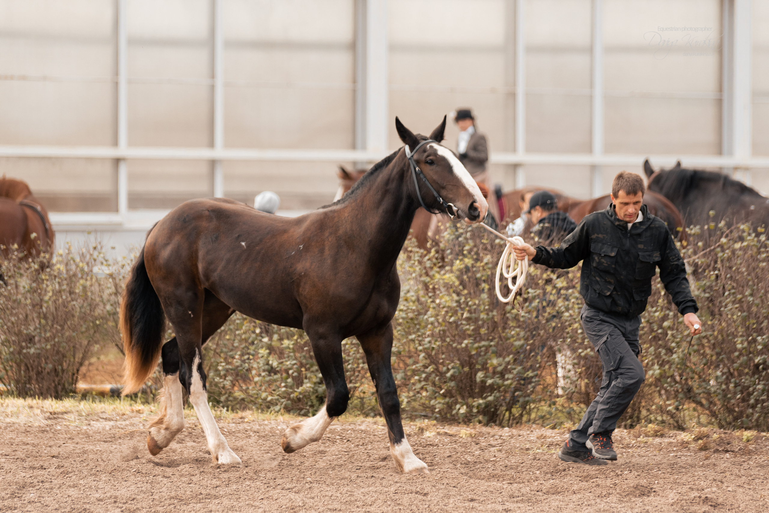 Богдарня. Конный фотограф Куракина Дарья • Фотосессии с лошадьми