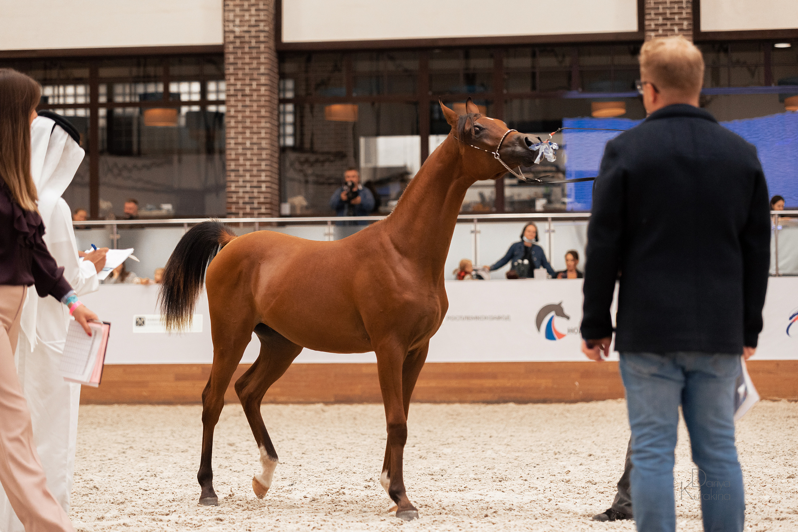 Конная Россия 2021. Конный фотограф Куракина Дарья • Фотосессии с лошадьми