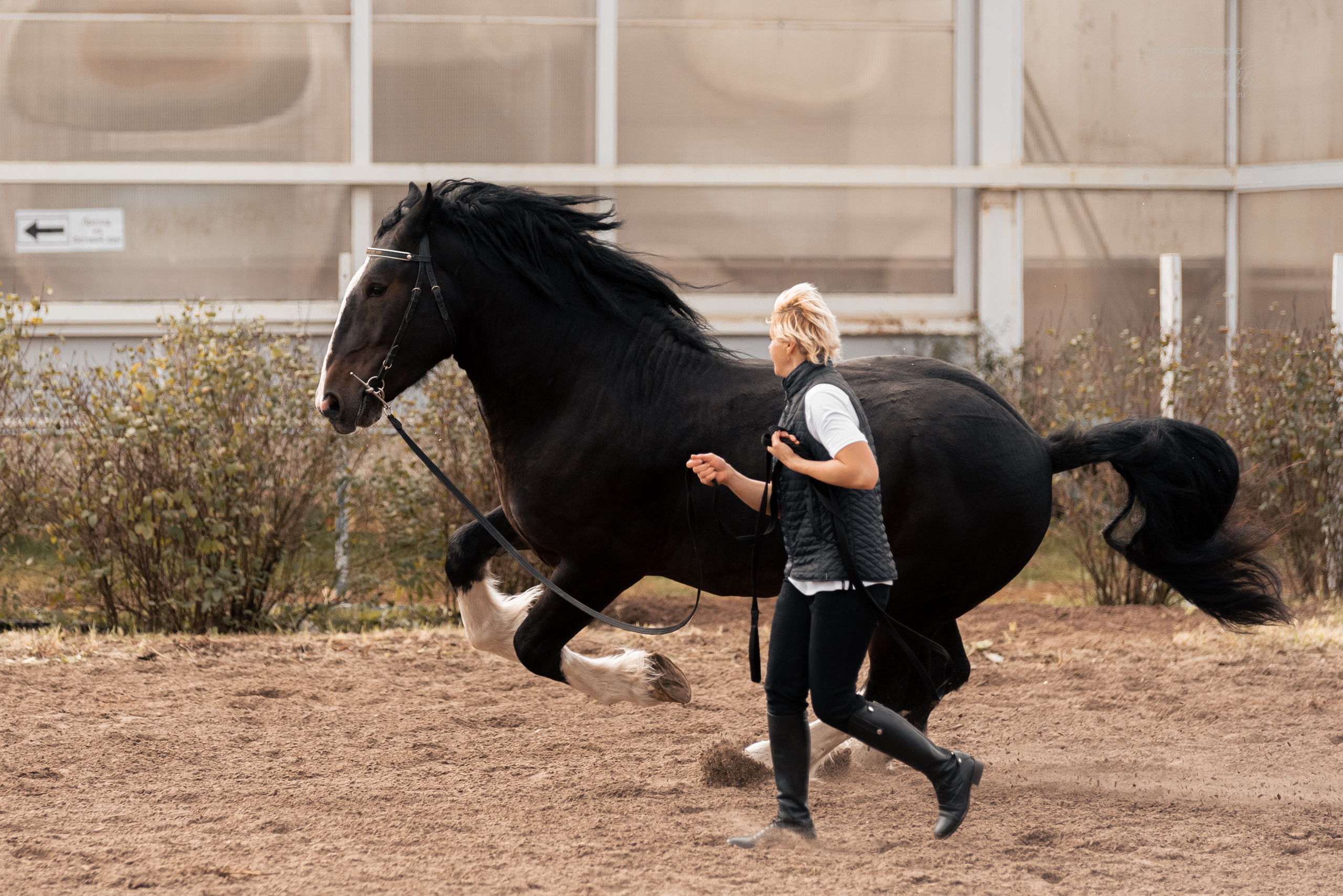 Богдарня. Конный фотограф Куракина Дарья • Фотосессии с лошадьми
