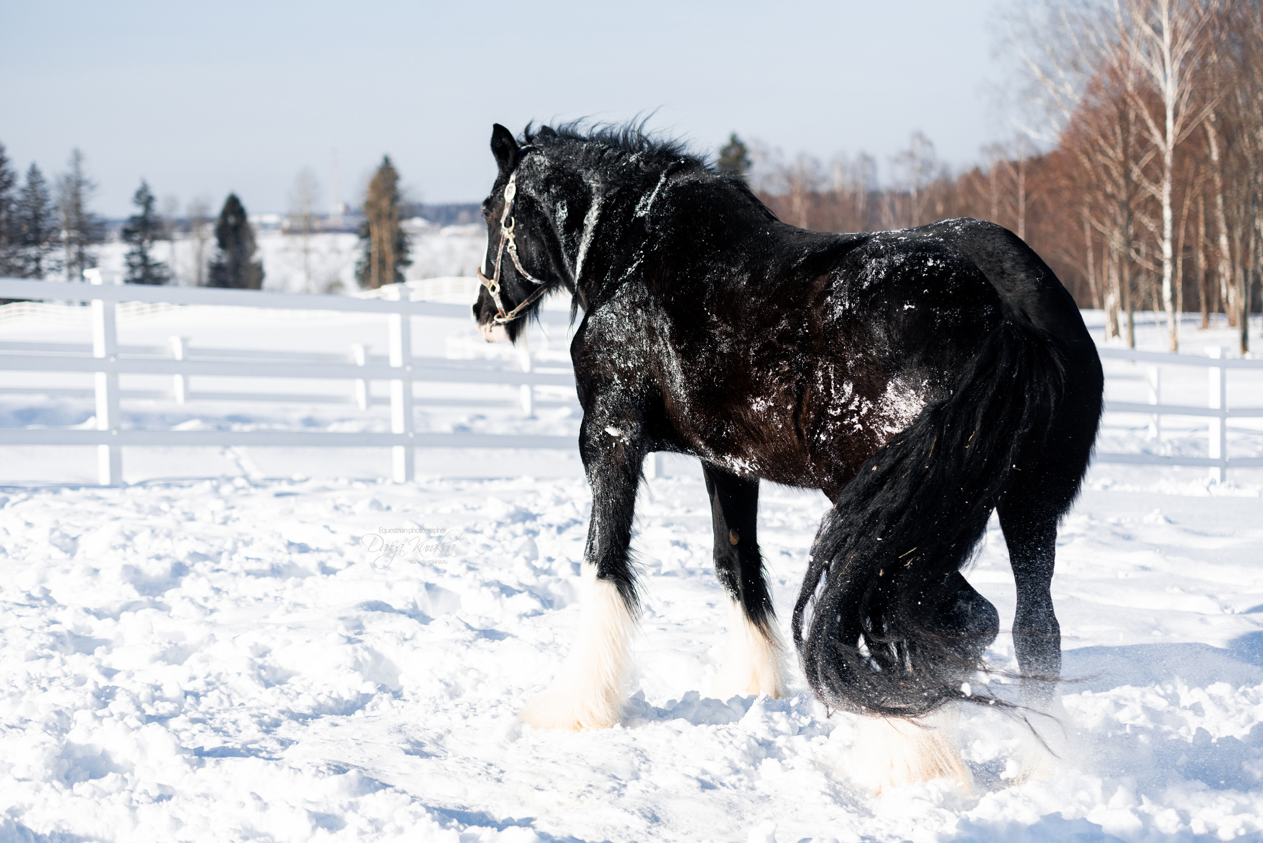 Лафарейдо. Конный фотограф Куракина Дарья • Фотосессии с лошадьми