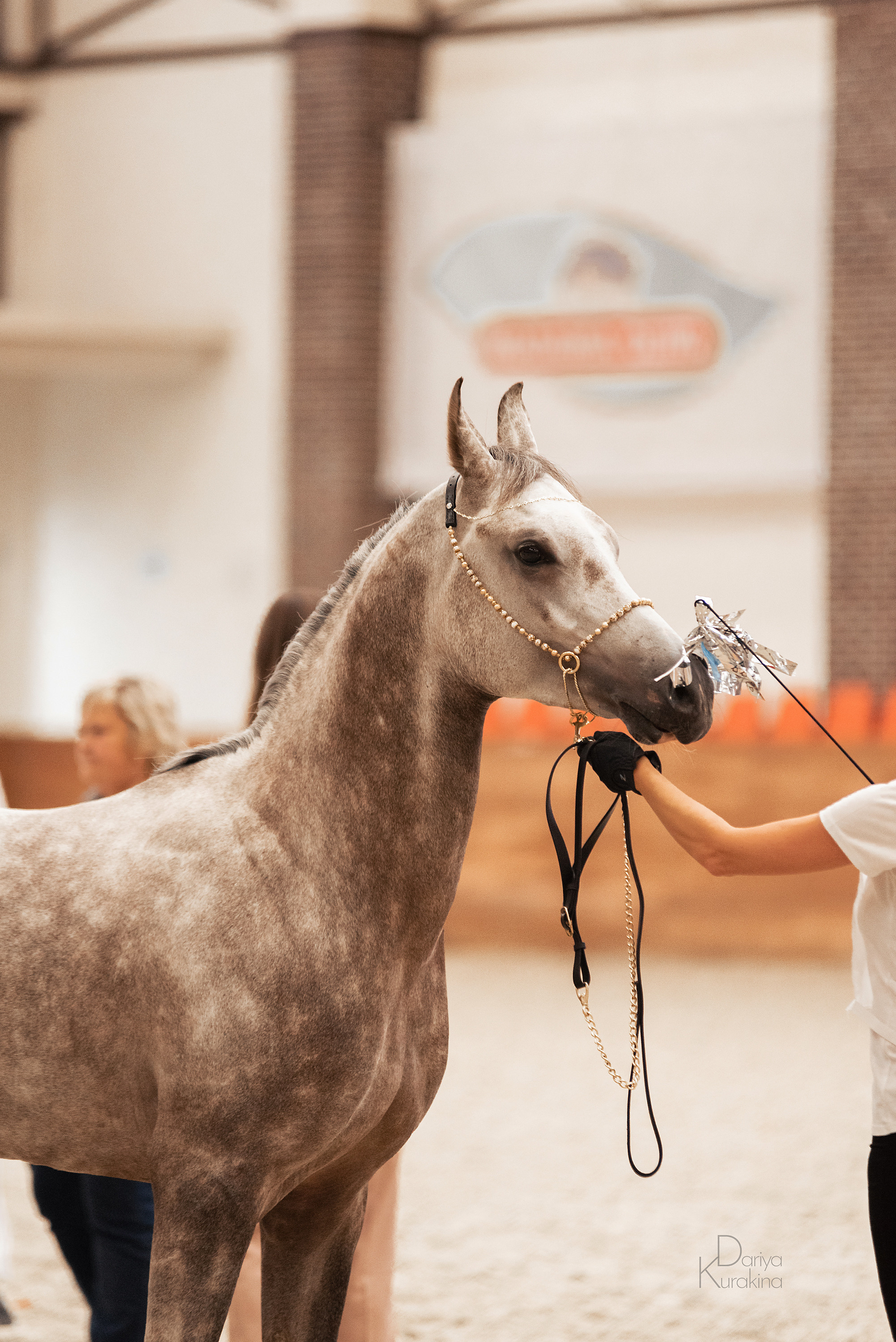 Конная Россия 2021. Конный фотограф Куракина Дарья • Фотосессии с лошадьми