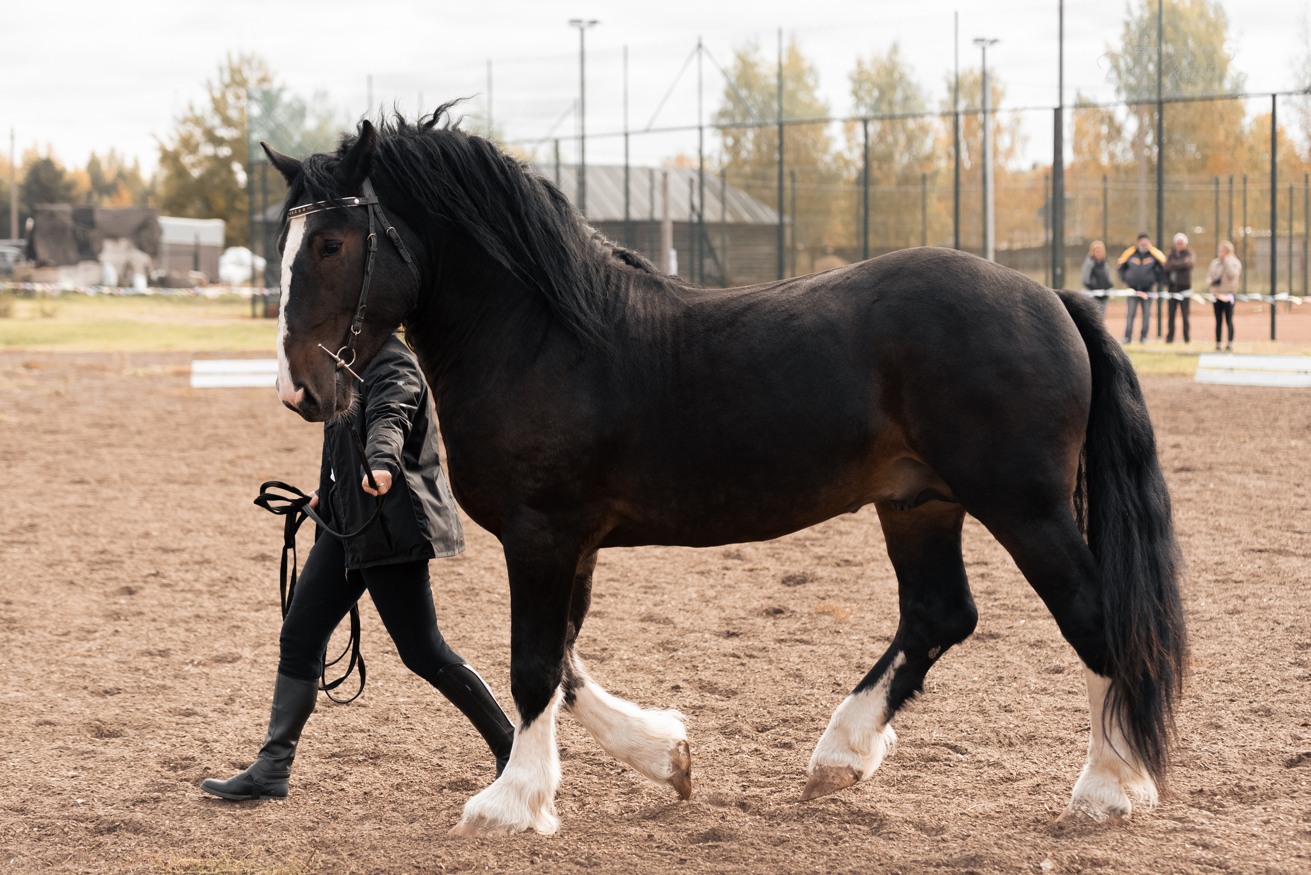 Богдарня. Конный фотограф Куракина Дарья • Фотосессии с лошадьми