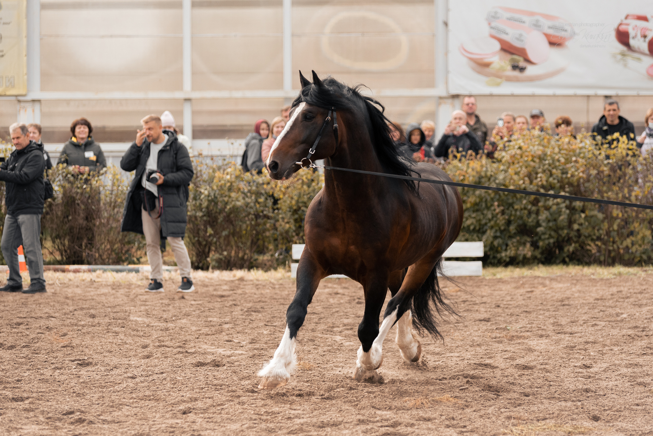 Богдарня. Конный фотограф Куракина Дарья • Фотосессии с лошадьми