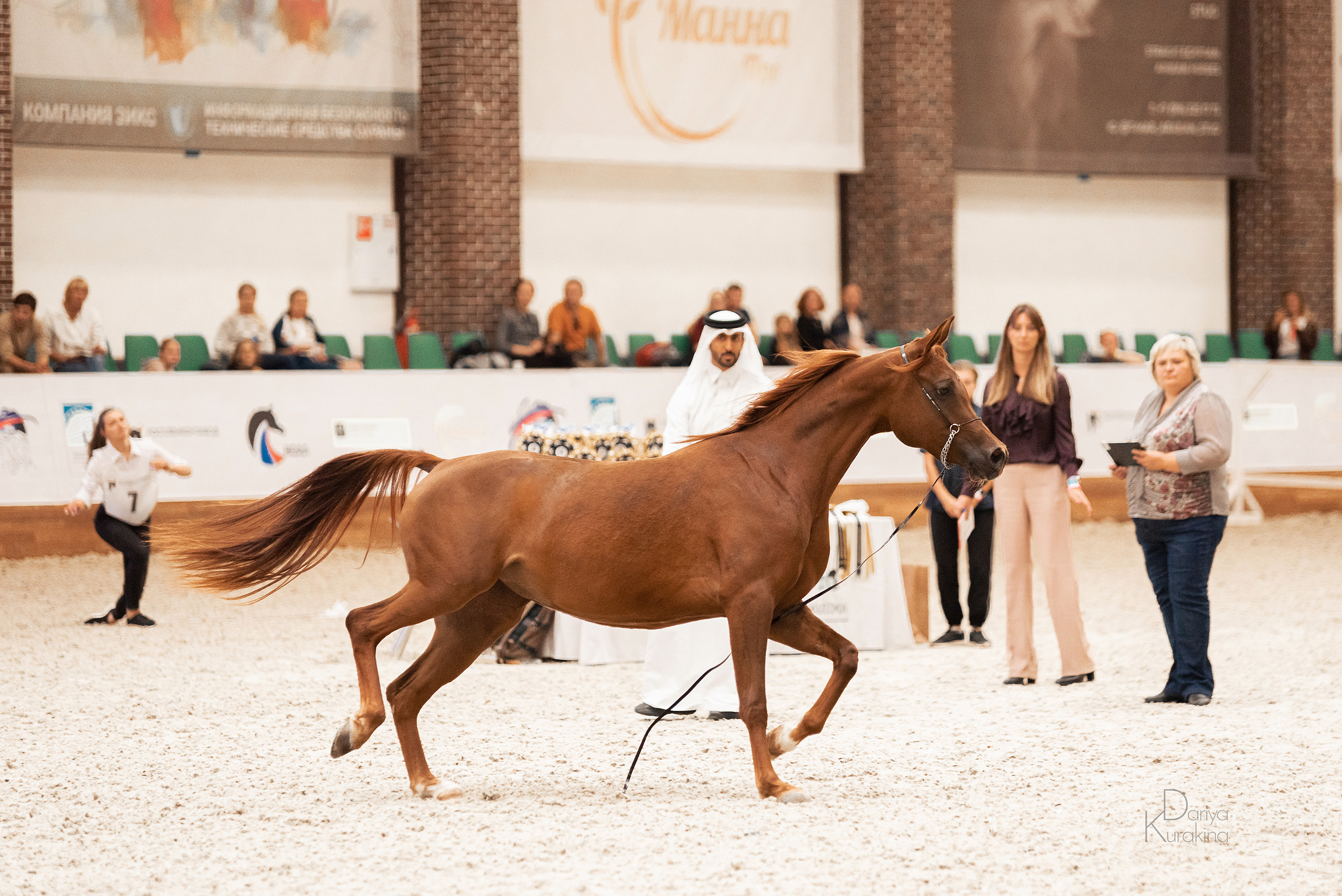 Конная Россия 2021. Конный фотограф Куракина Дарья • Фотосессии с лошадьми