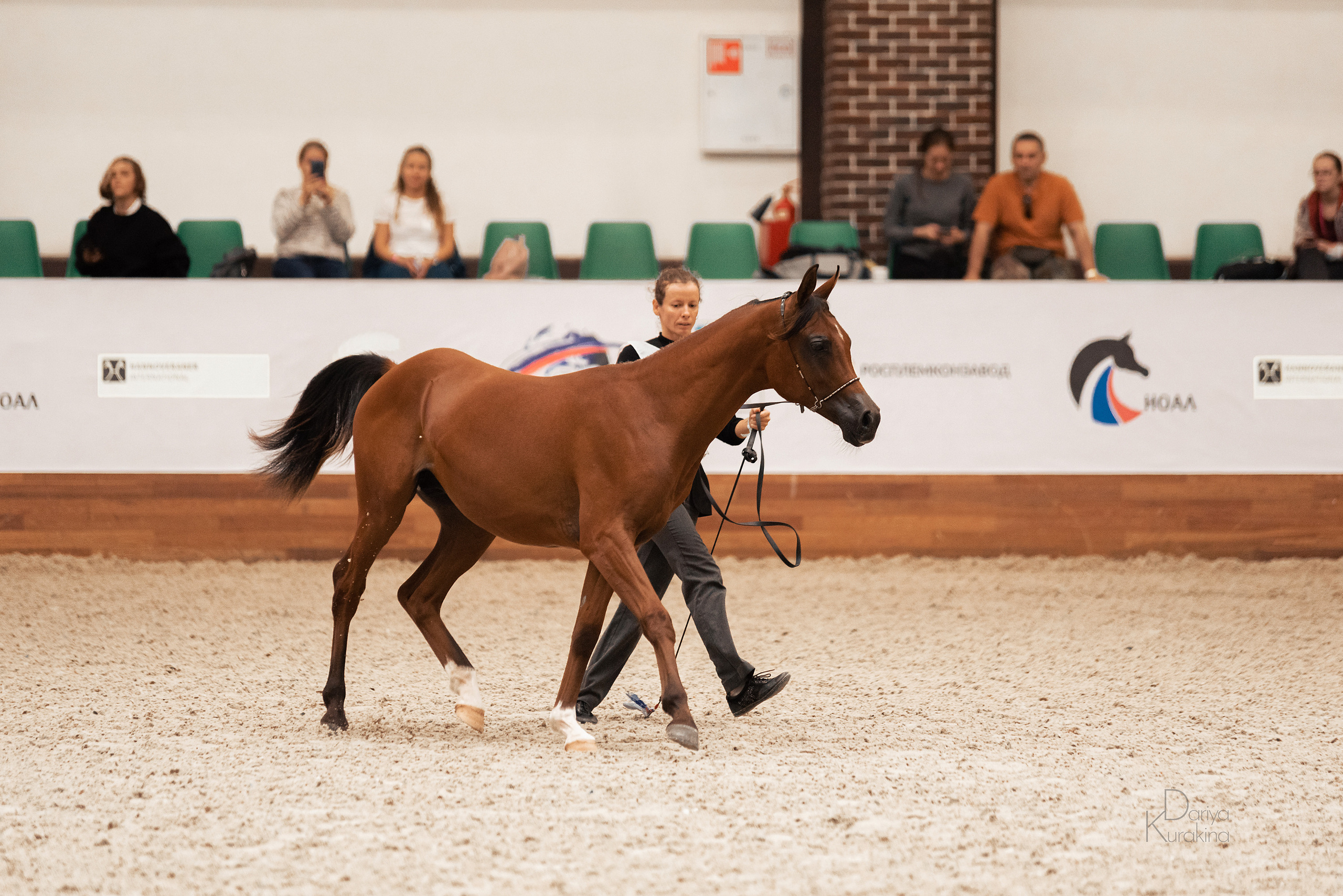Конная Россия 2021. Конный фотограф Куракина Дарья • Фотосессии с лошадьми