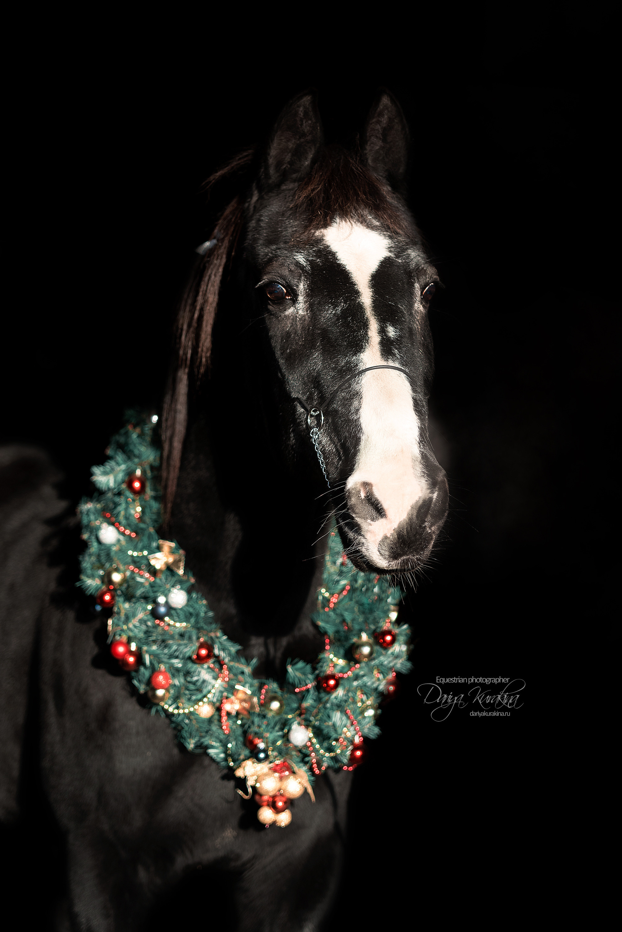 Сияние. Конный фотограф Куракина Дарья • Фотосессии с лошадьми