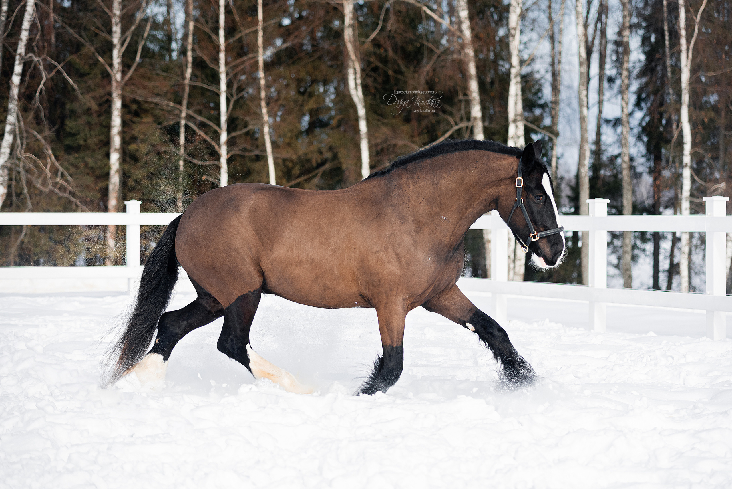 Лафарейдо. Конный фотограф Куракина Дарья • Фотосессии с лошадьми