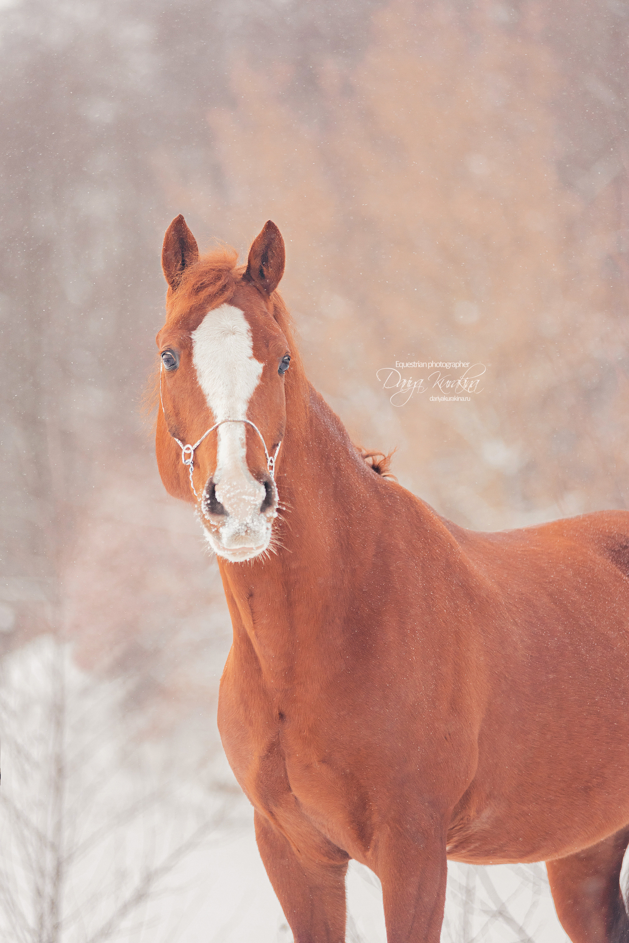 Атос. Конный фотограф Куракина Дарья • Фотосессии с лошадьми