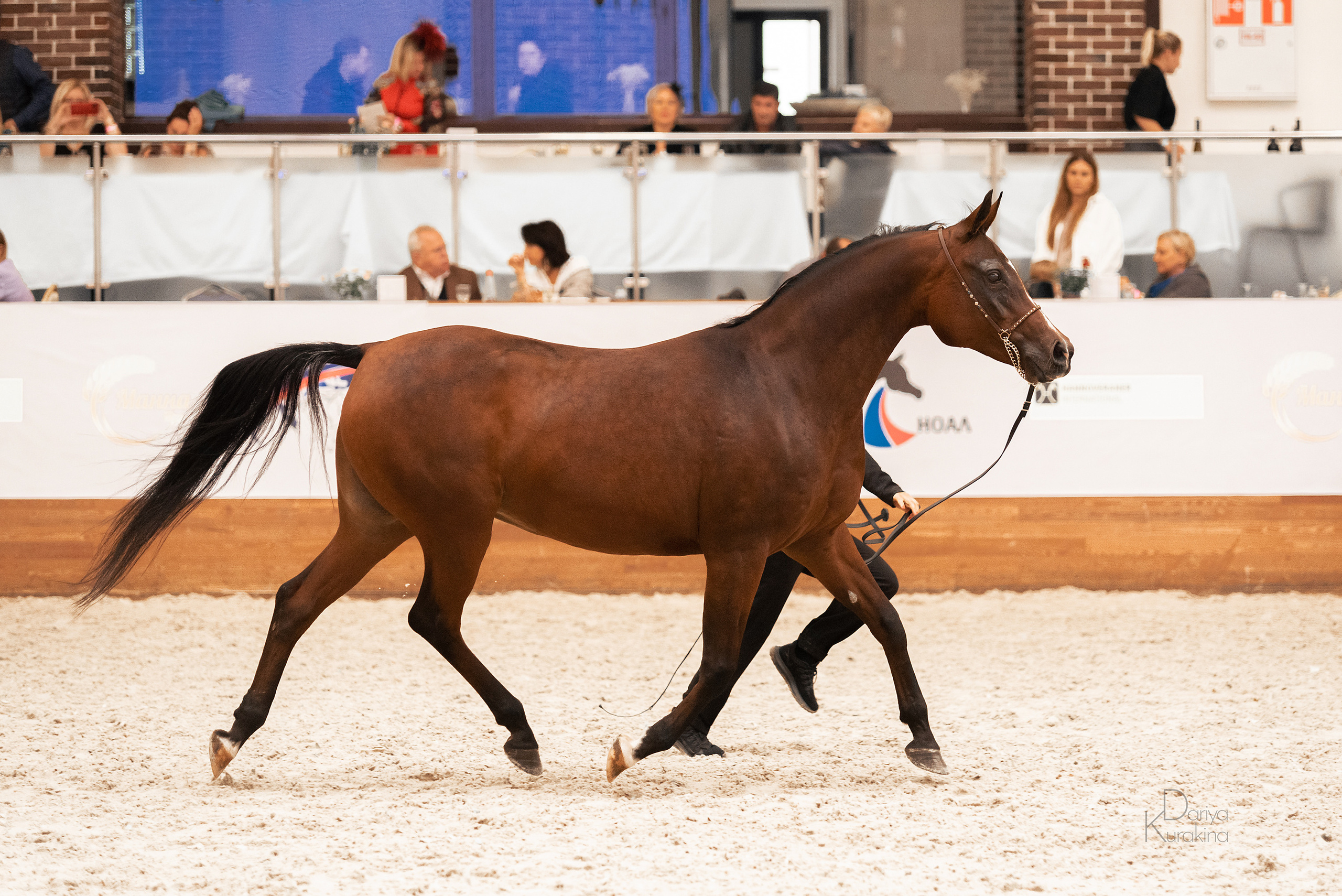 Конная Россия 2021. Конный фотограф Куракина Дарья • Фотосессии с лошадьми