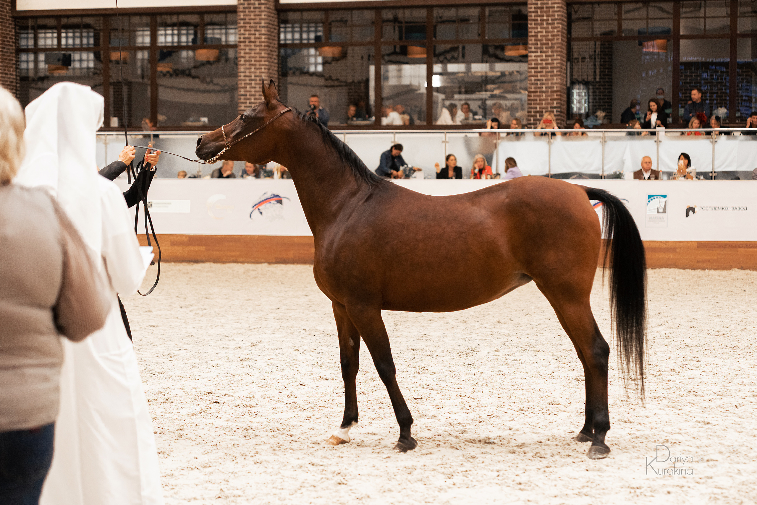 Конная Россия 2021. Конный фотограф Куракина Дарья • Фотосессии с лошадьми