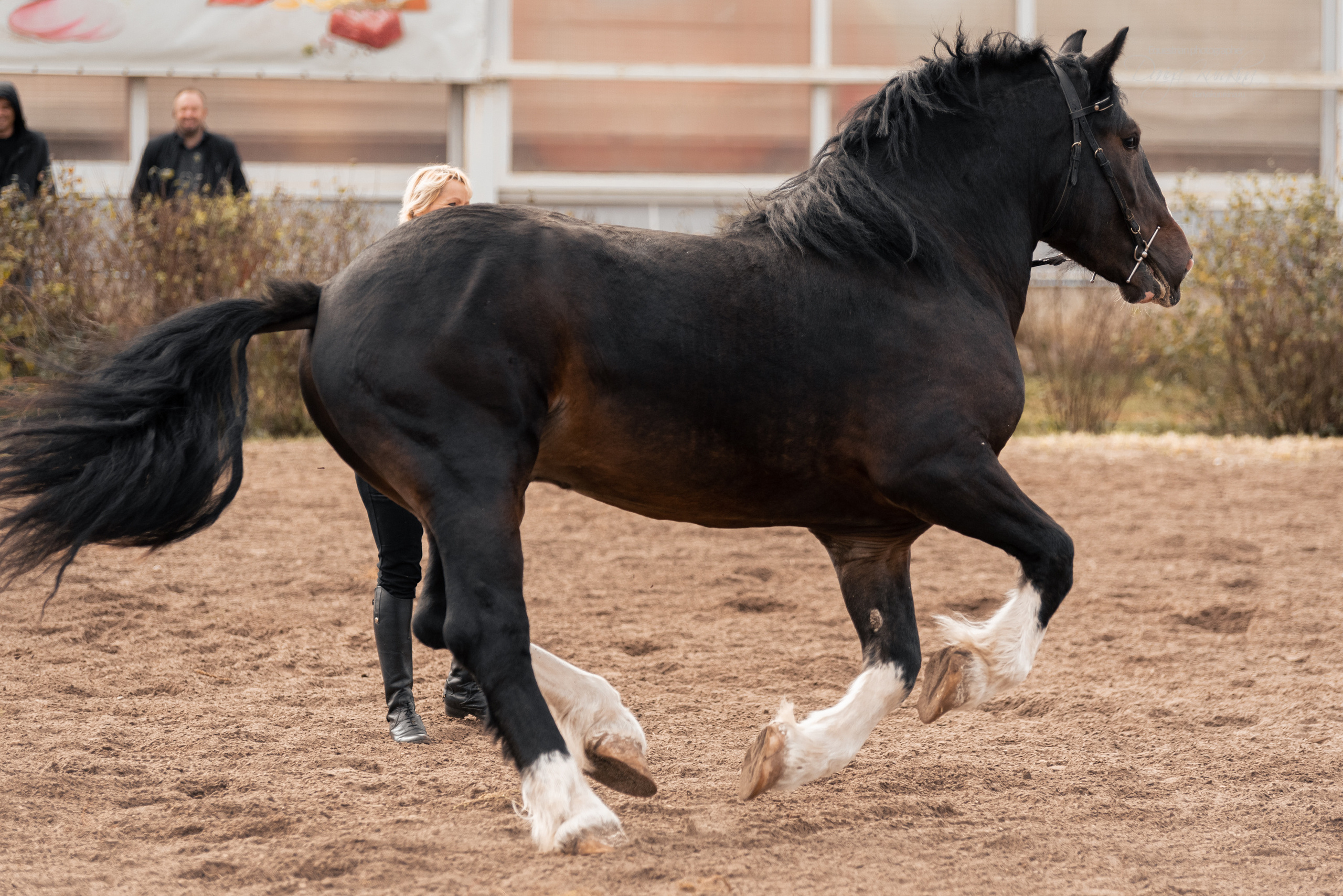 Богдарня. Конный фотограф Куракина Дарья • Фотосессии с лошадьми