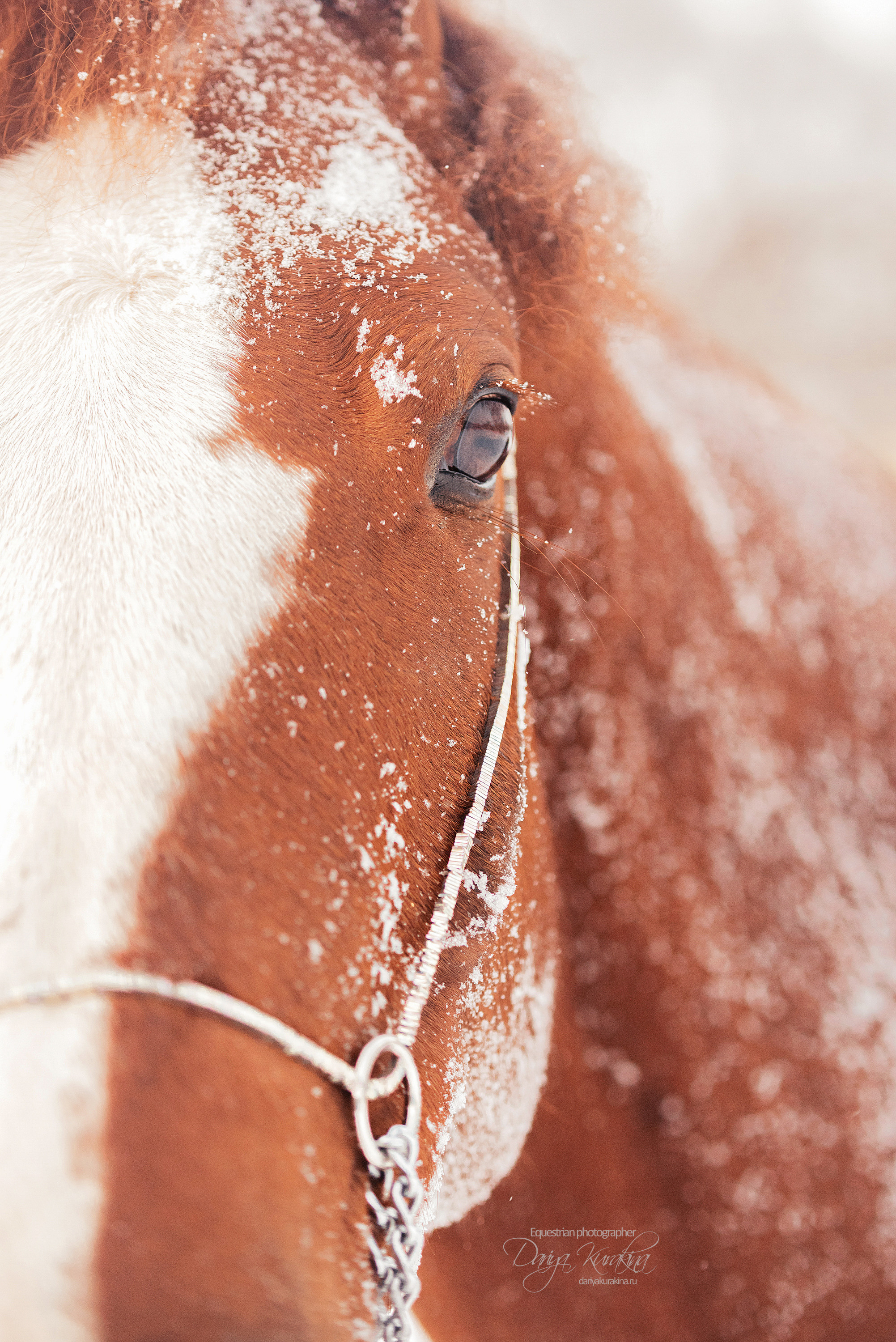 Атос. Конный фотограф Куракина Дарья • Фотосессии с лошадьми