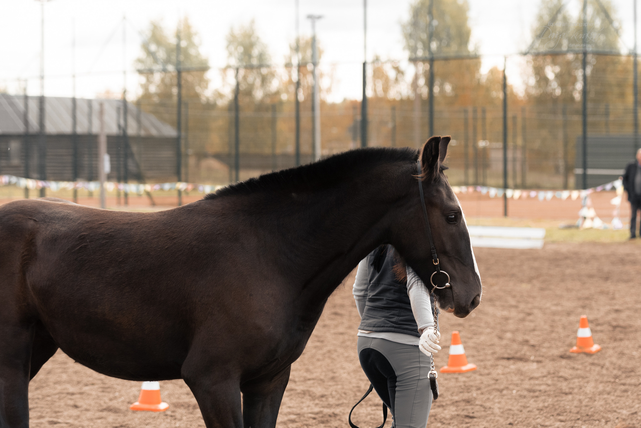 Богдарня. Конный фотограф Куракина Дарья • Фотосессии с лошадьми