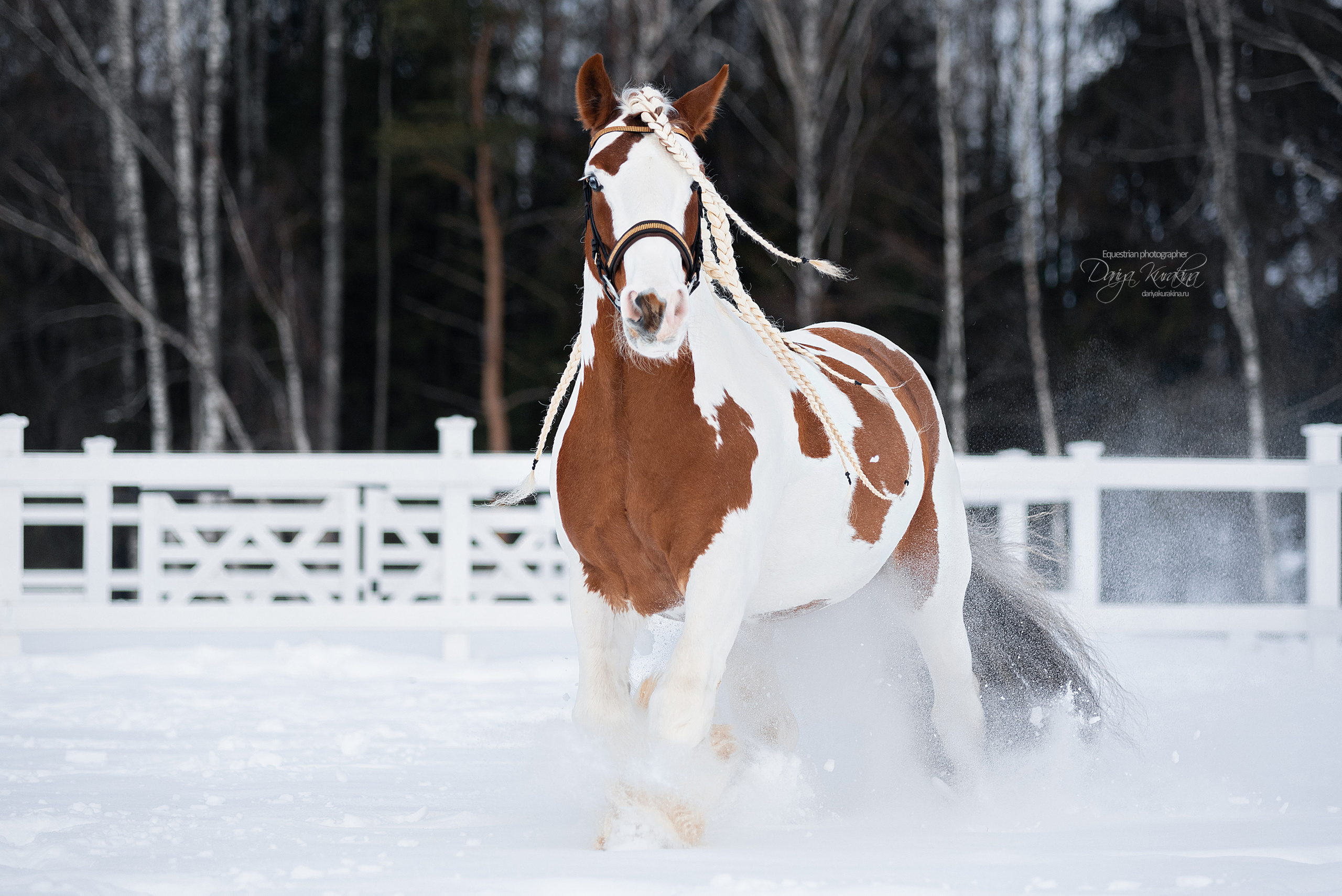Лафарейдо. Конный фотограф Куракина Дарья • Фотосессии с лошадьми