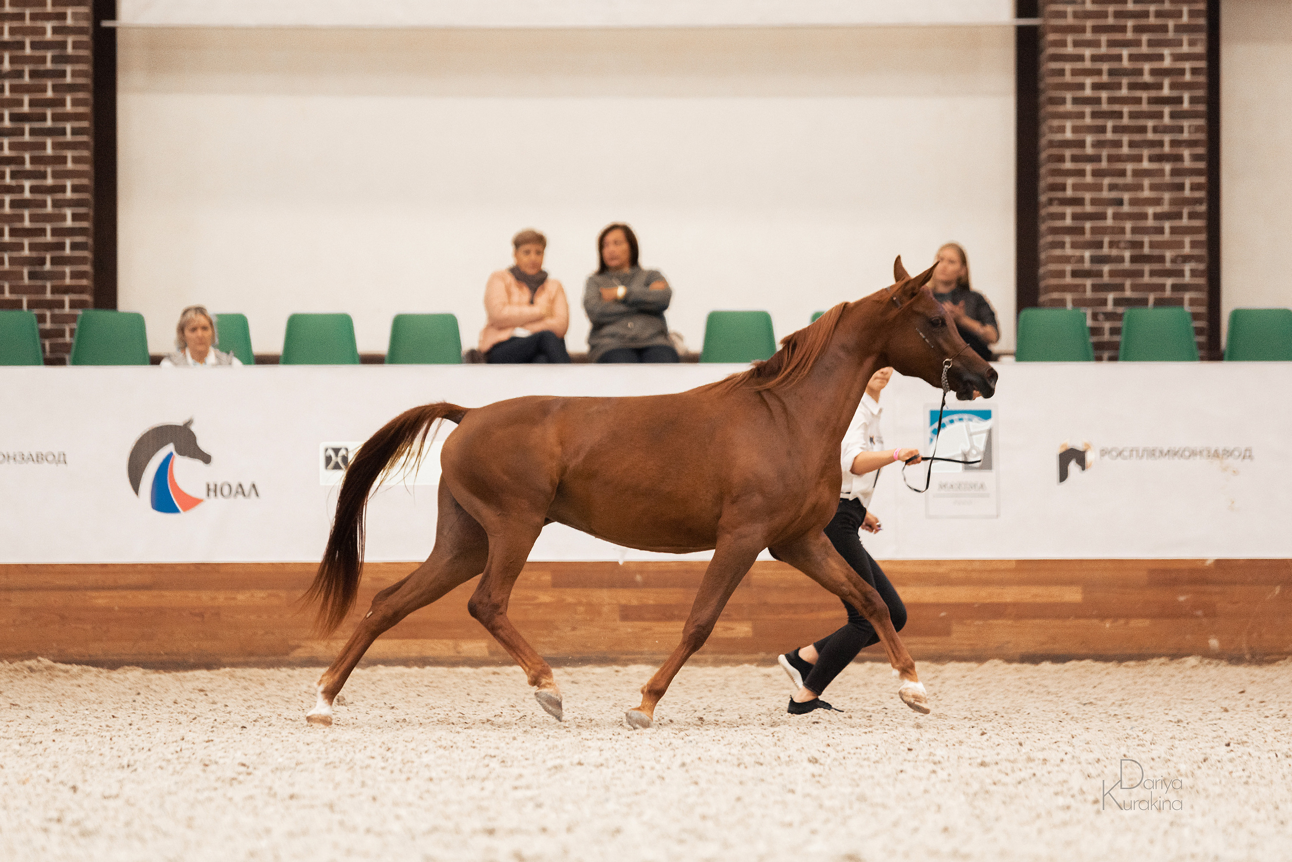 Конная Россия 2021. Конный фотограф Куракина Дарья • Фотосессии с лошадьми