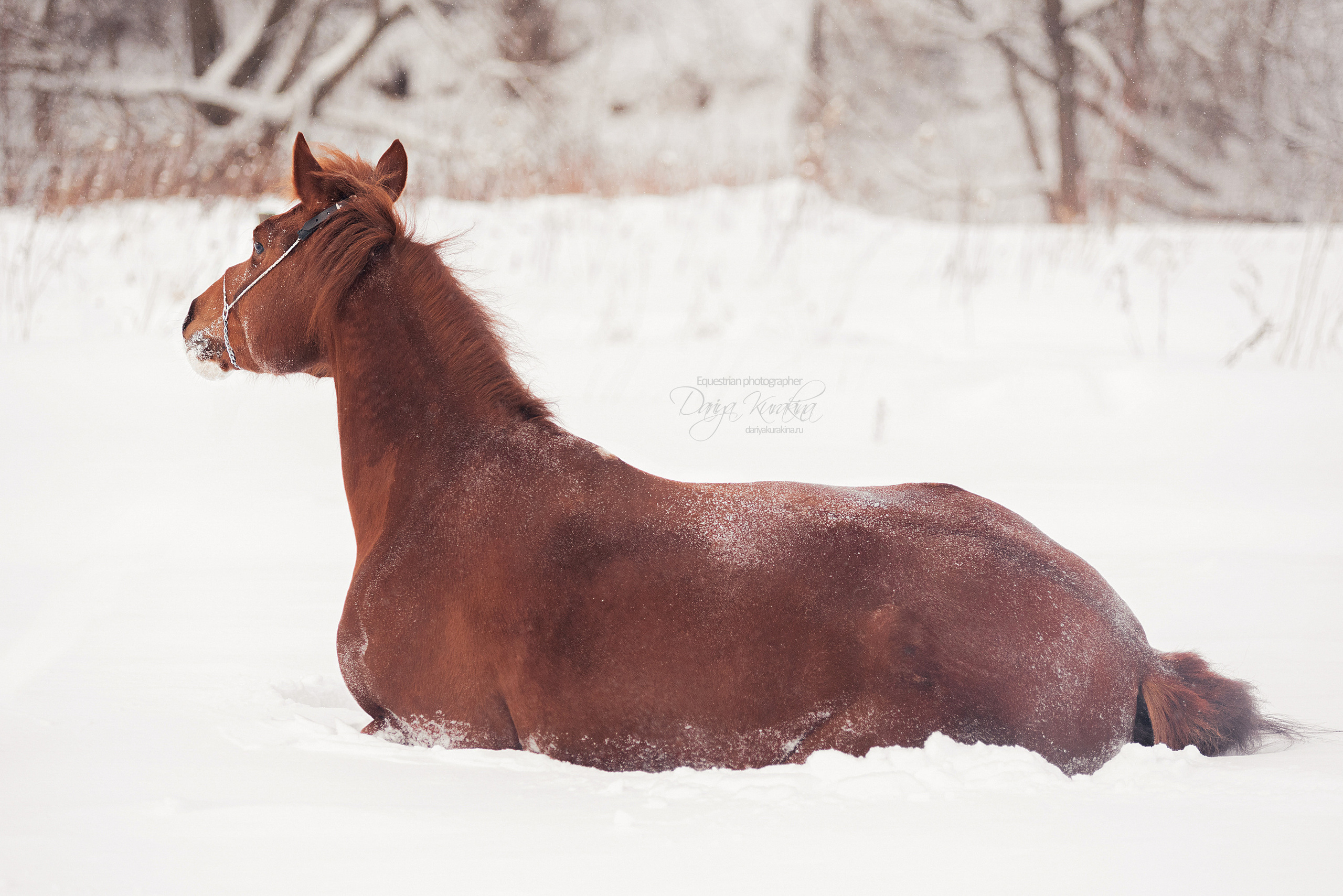 Атос. Конный фотограф Куракина Дарья • Фотосессии с лошадьми