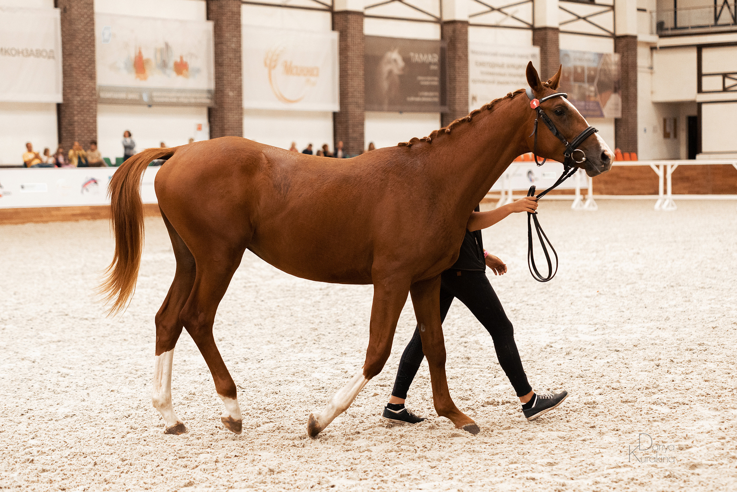 Конная Россия 2021. Конный фотограф Куракина Дарья • Фотосессии с лошадьми