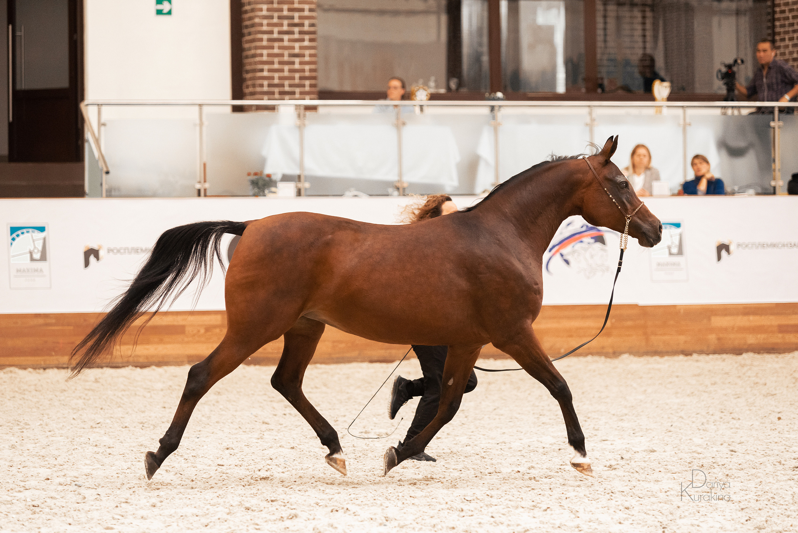 Конная Россия 2021. Конный фотограф Куракина Дарья • Фотосессии с лошадьми