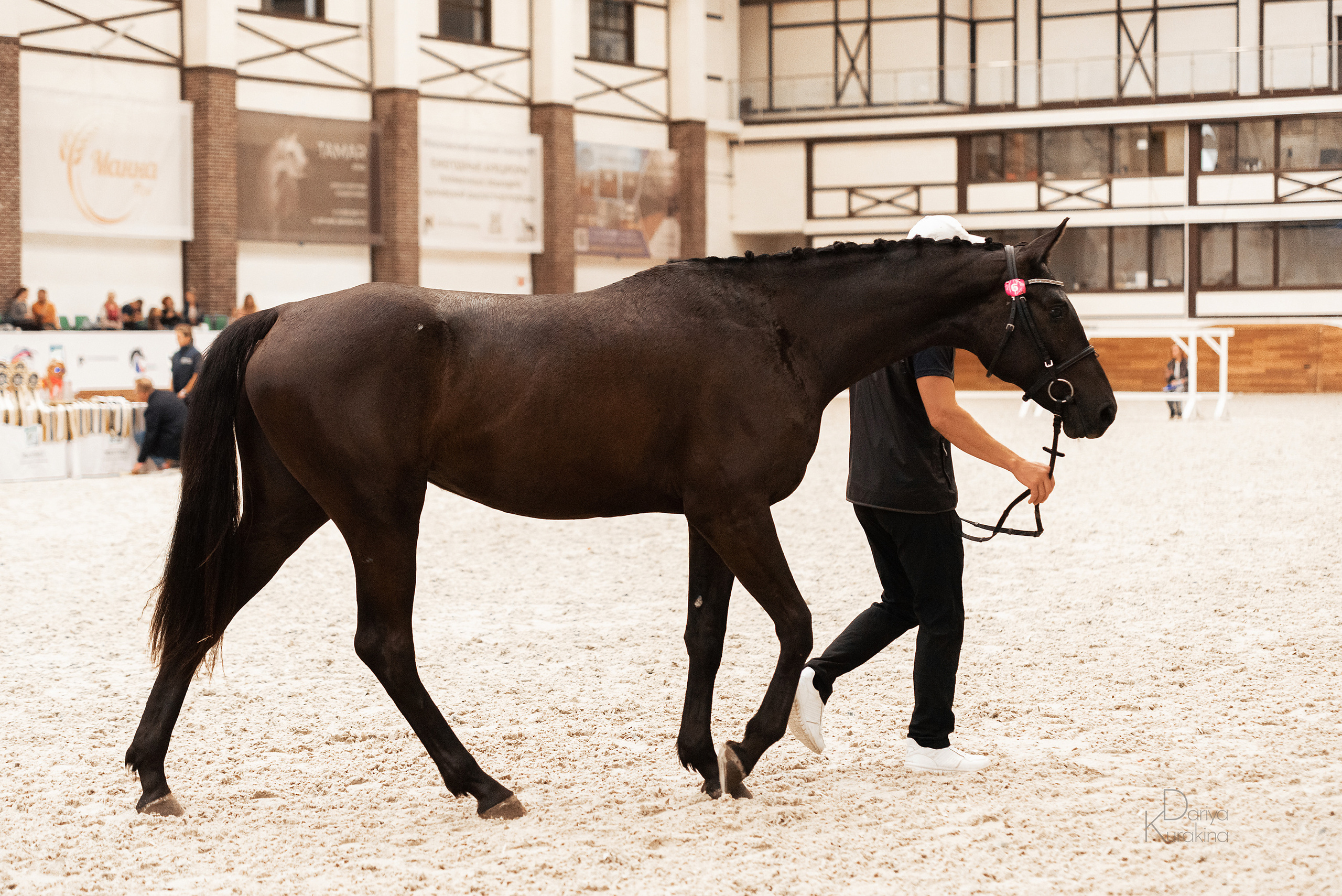 Конная Россия 2021. Конный фотограф Куракина Дарья • Фотосессии с лошадьми