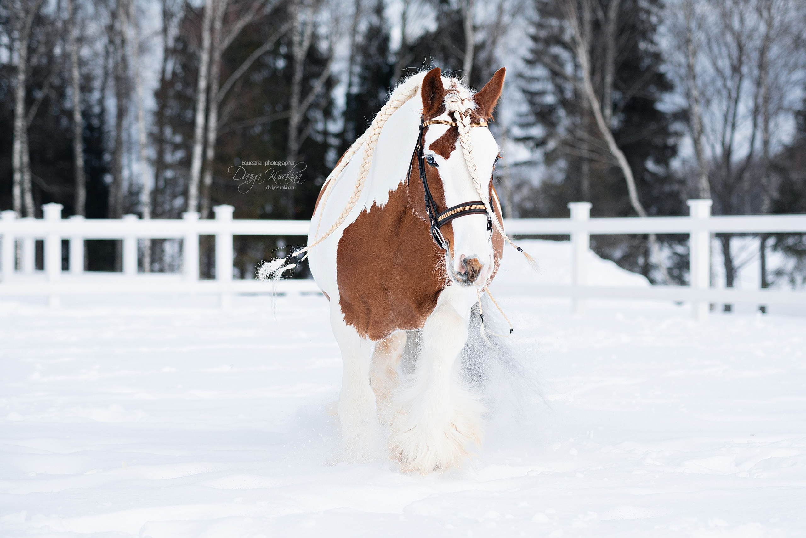 Лафарейдо. Конный фотограф Куракина Дарья • Фотосессии с лошадьми