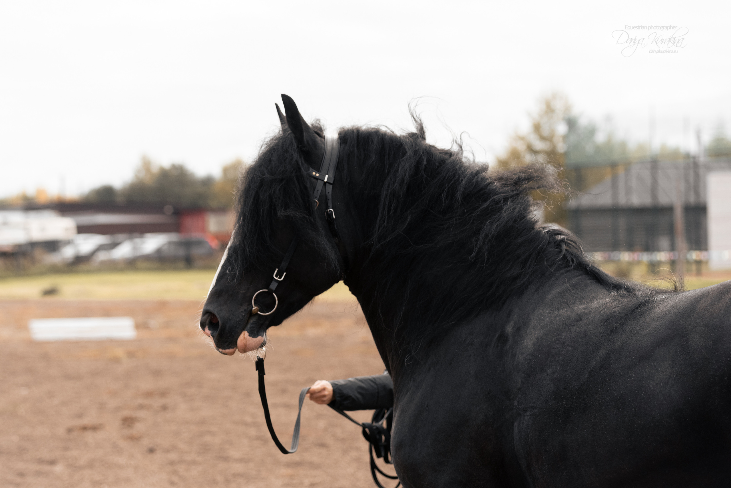 Богдарня. Конный фотограф Куракина Дарья • Фотосессии с лошадьми
