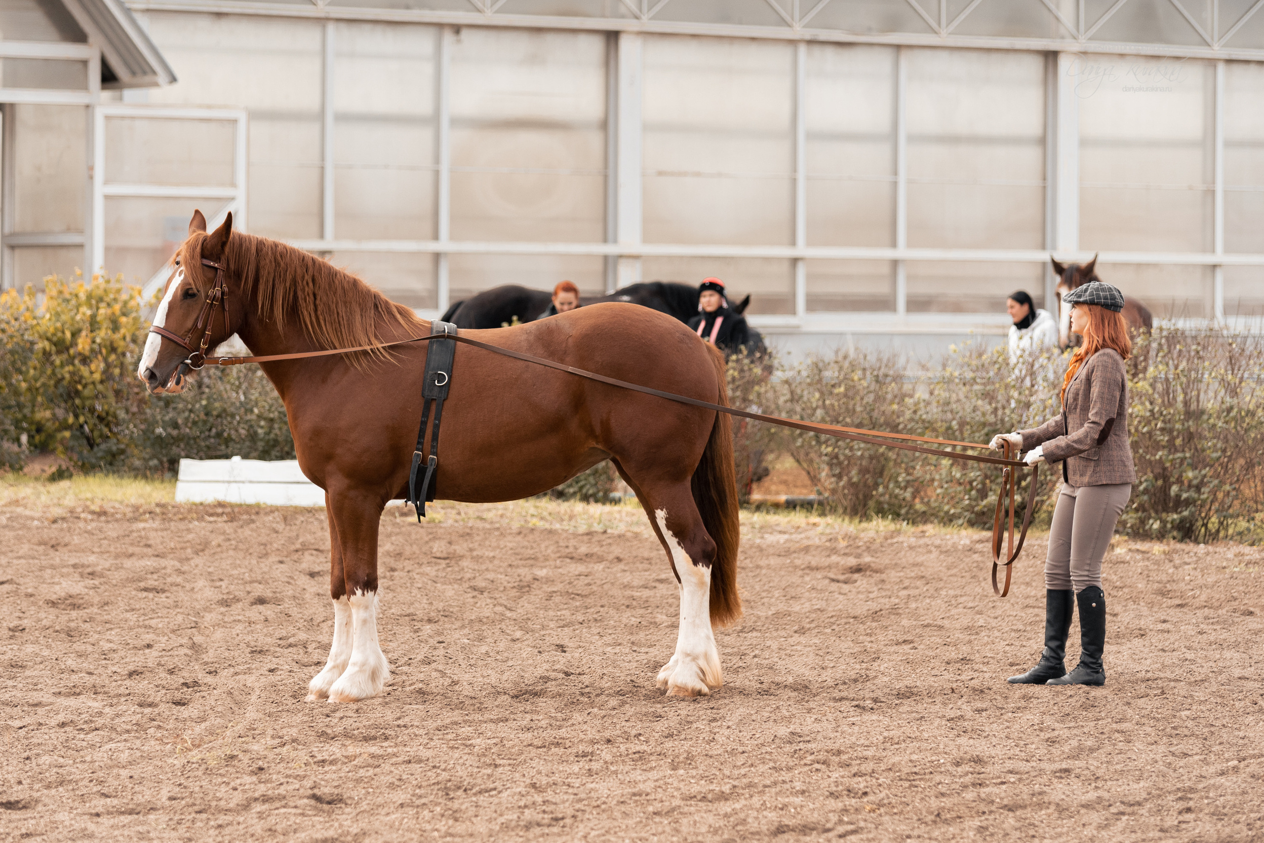 Богдарня. Конный фотограф Куракина Дарья • Фотосессии с лошадьми