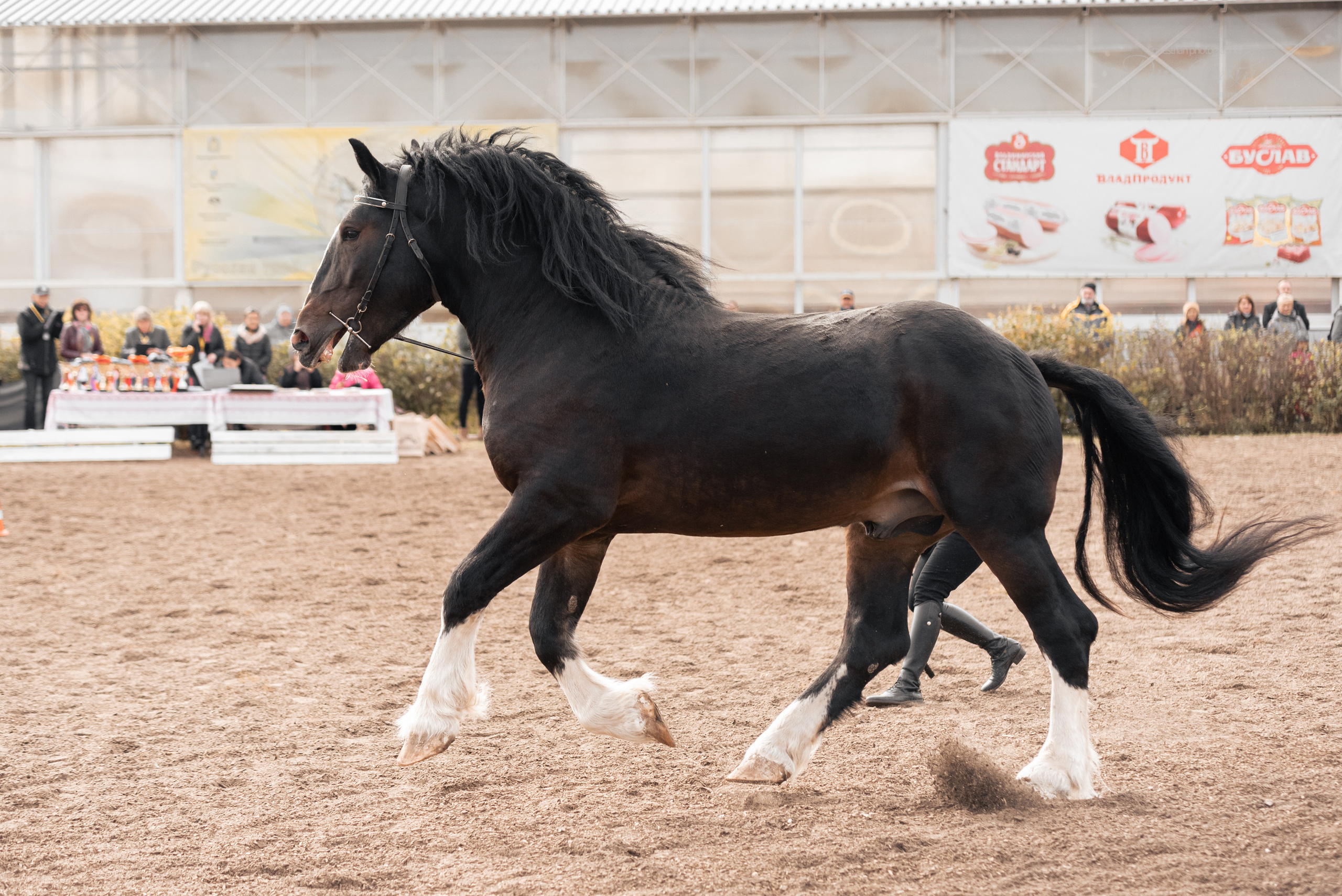 Богдарня. Конный фотограф Куракина Дарья • Фотосессии с лошадьми