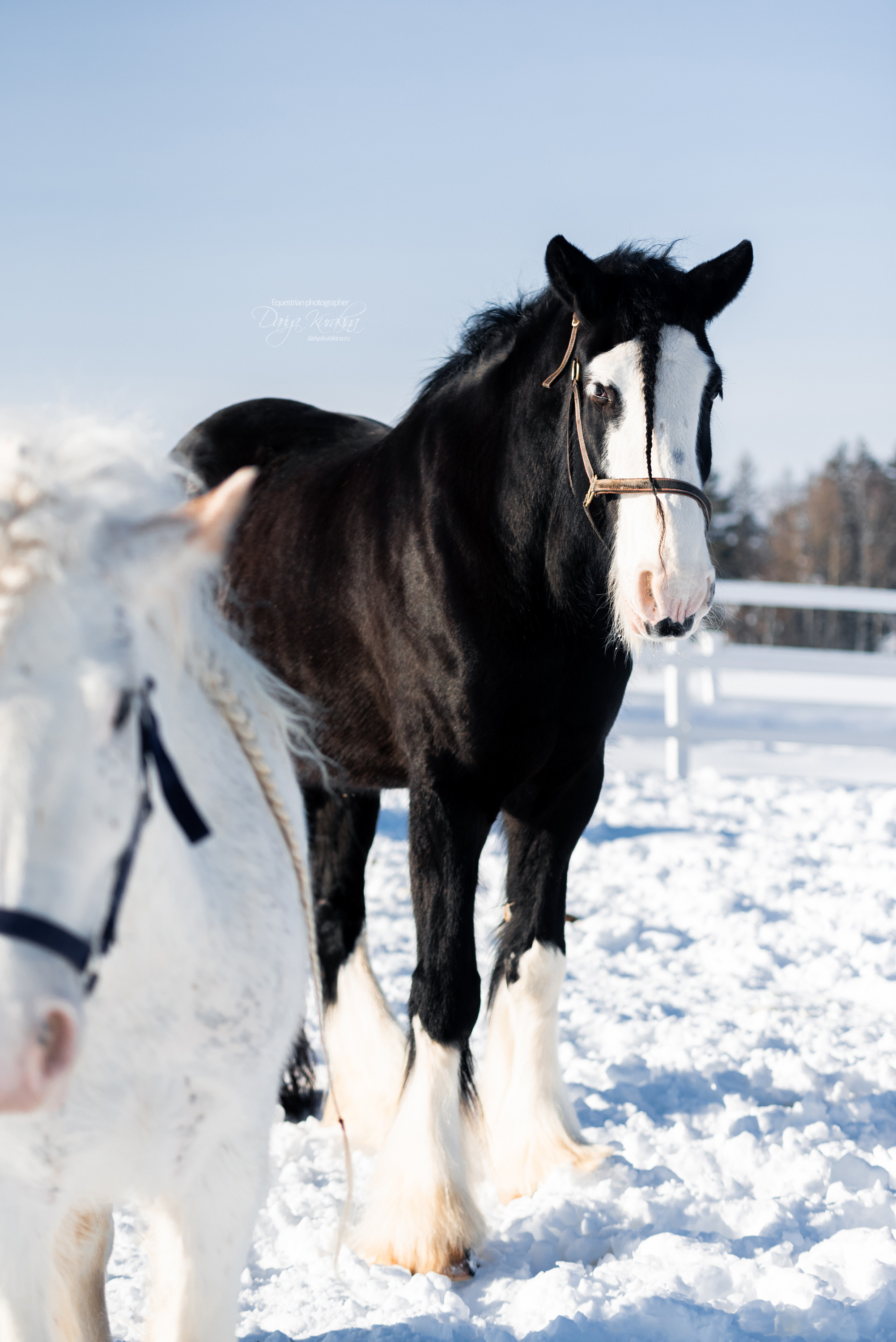 Лафарейдо. Конный фотограф Куракина Дарья • Фотосессии с лошадьми