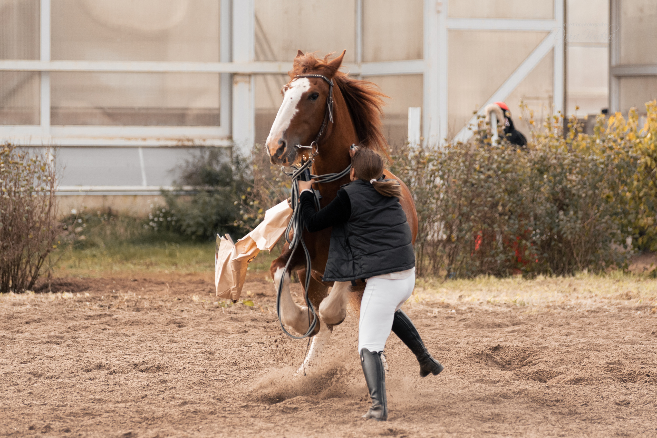Богдарня. Конный фотограф Куракина Дарья • Фотосессии с лошадьми