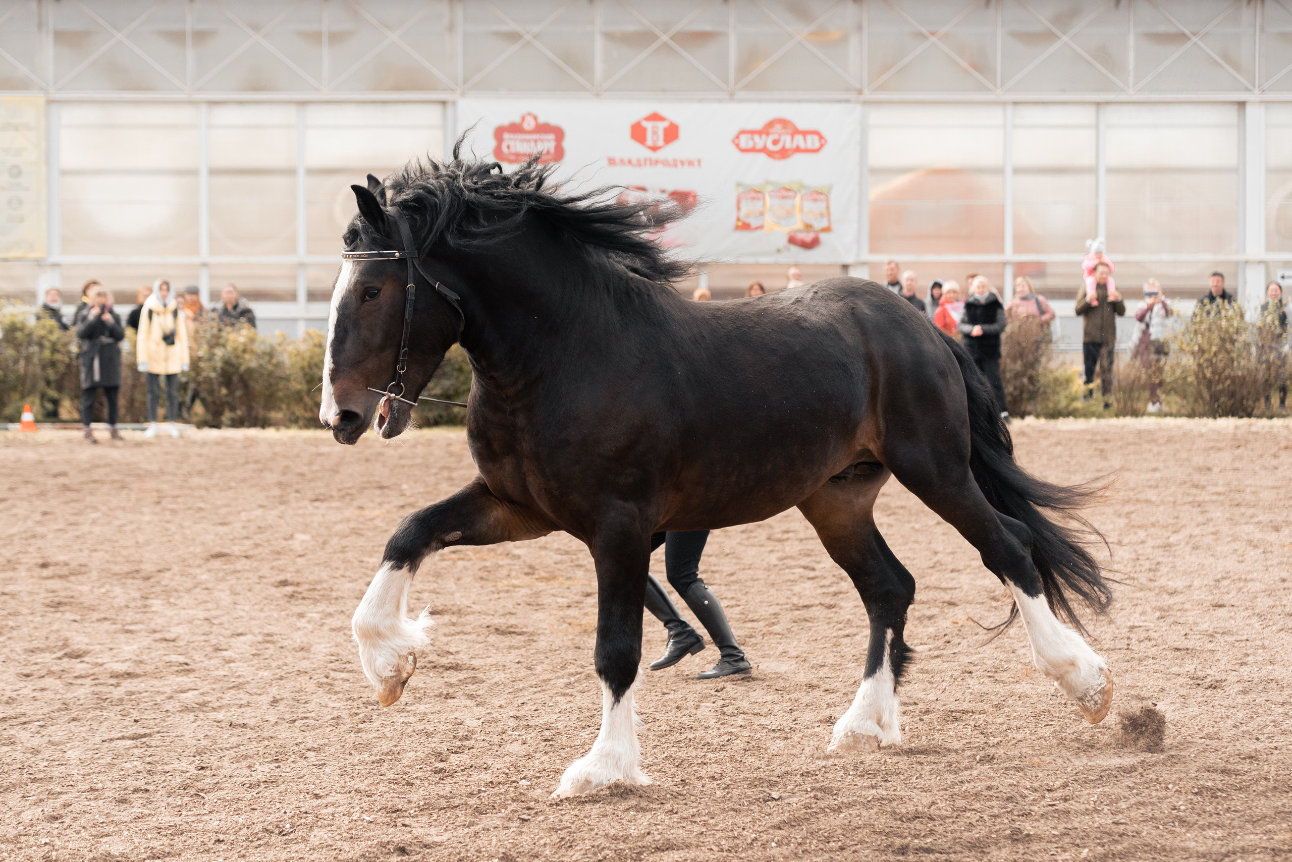 Богдарня. Конный фотограф Куракина Дарья • Фотосессии с лошадьми
