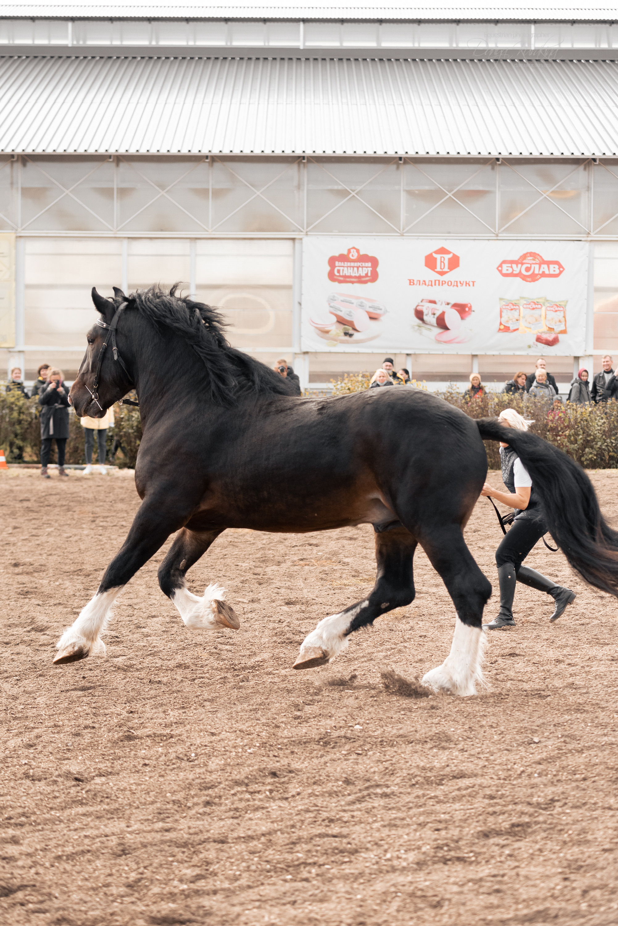Богдарня. Конный фотограф Куракина Дарья • Фотосессии с лошадьми