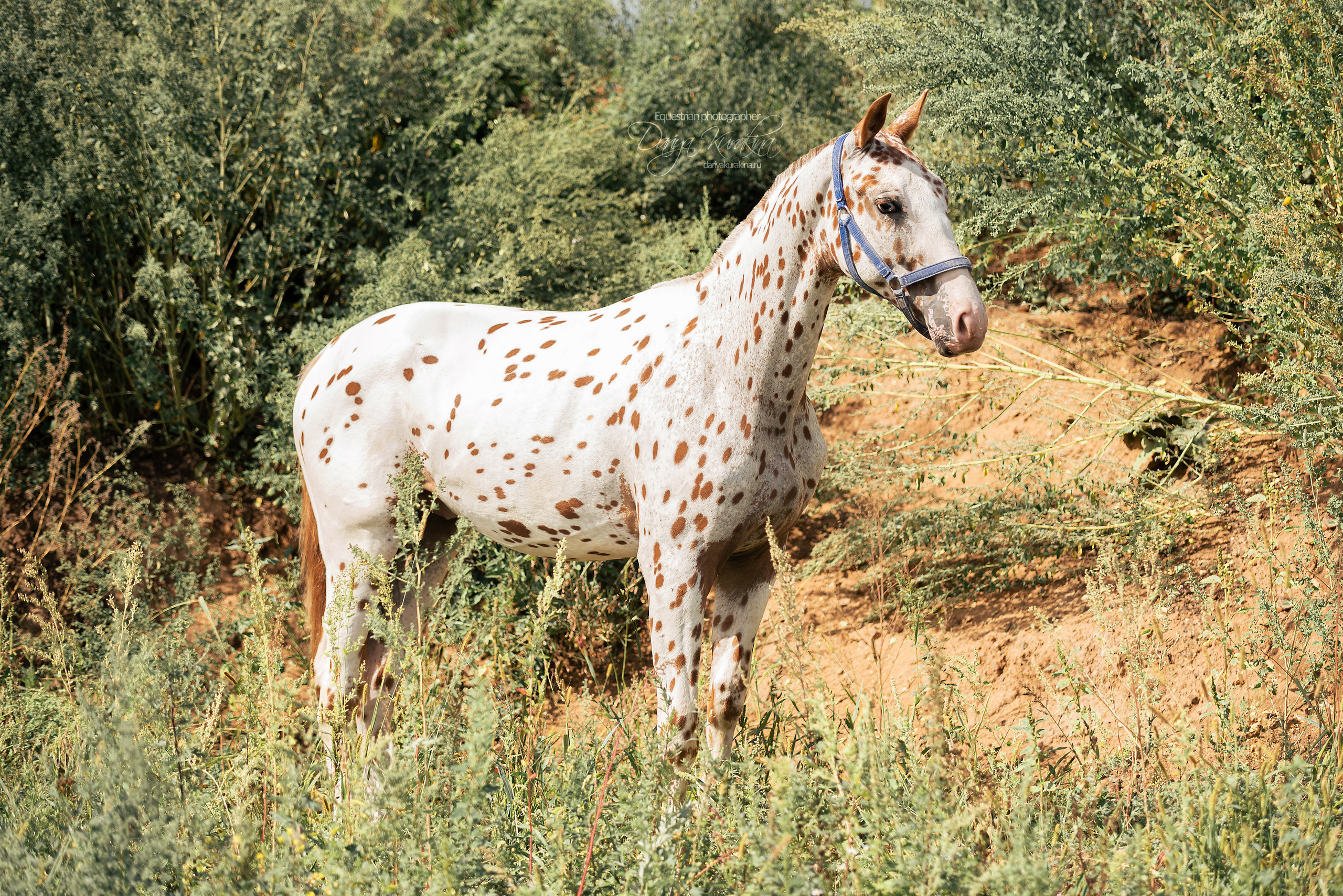 Кнабы. Конный фотограф Куракина Дарья • Фотосессии с лошадьми