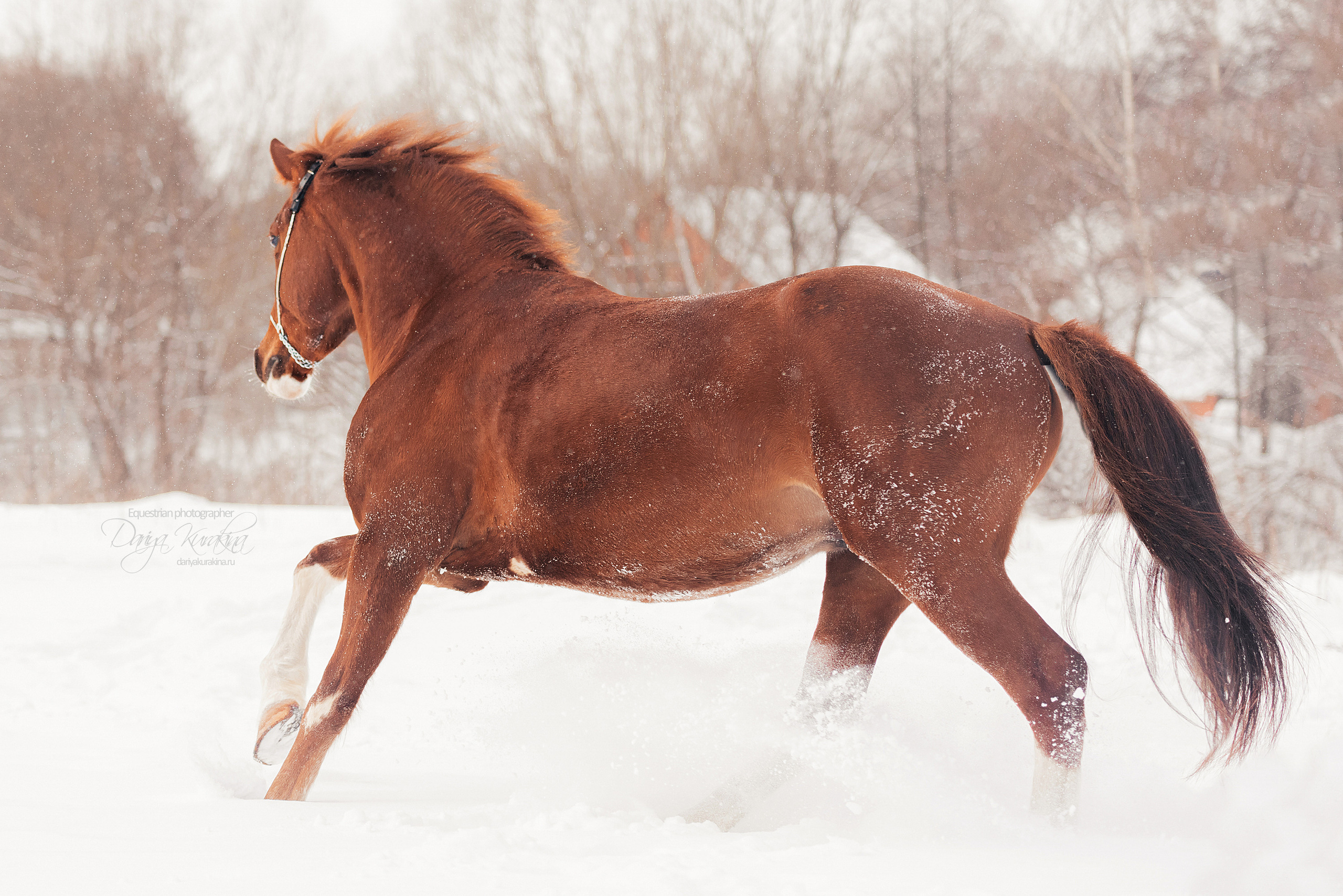 Атос. Конный фотограф Куракина Дарья • Фотосессии с лошадьми