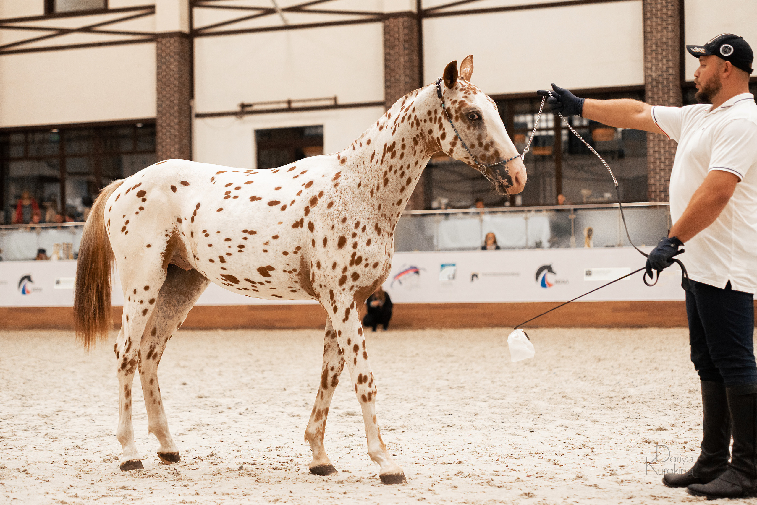 Конная Россия 2021. Конный фотограф Куракина Дарья • Фотосессии с лошадьми