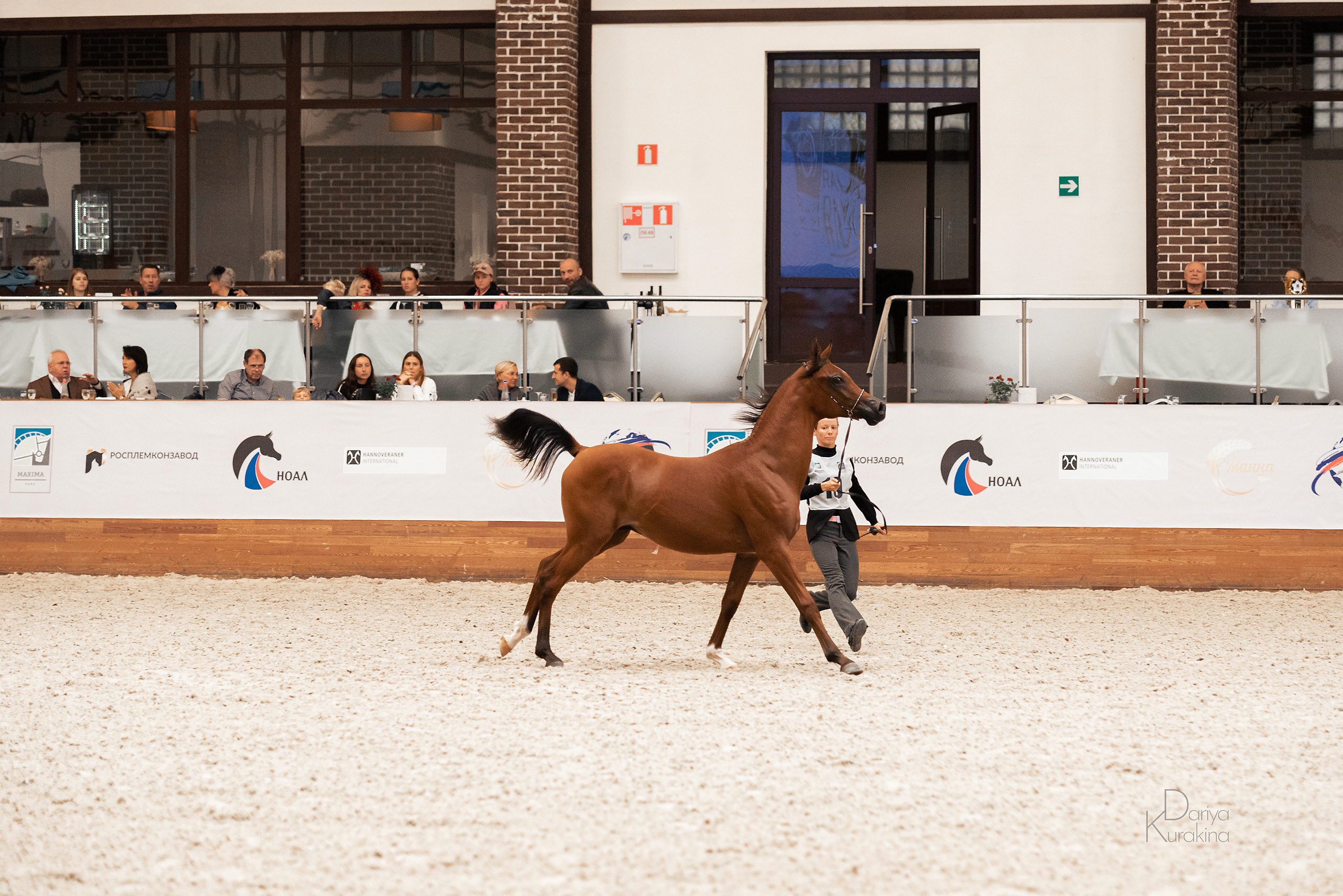 Конная Россия 2021. Конный фотограф Куракина Дарья • Фотосессии с лошадьми