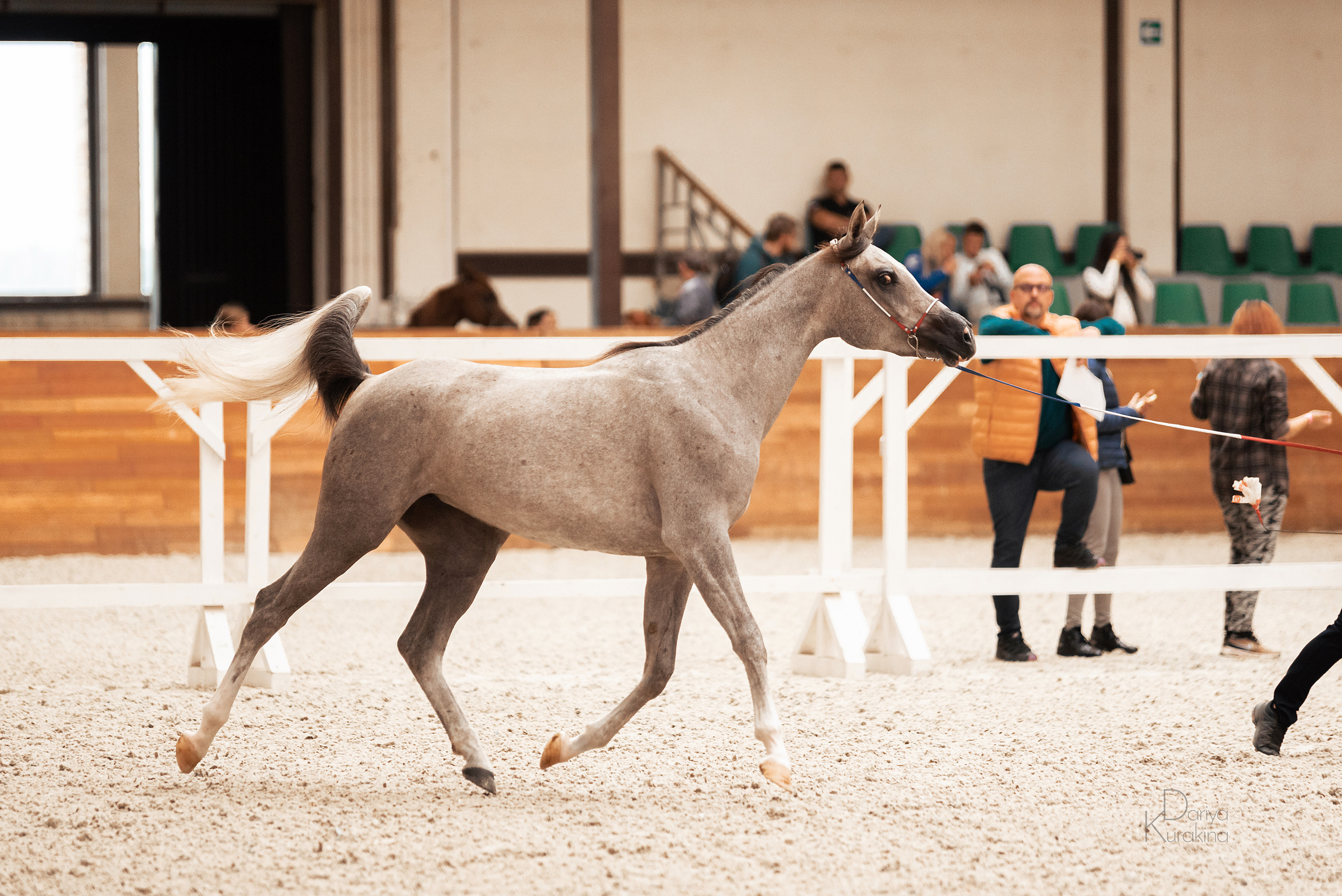 Конная Россия 2021. Конный фотограф Куракина Дарья • Фотосессии с лошадьми