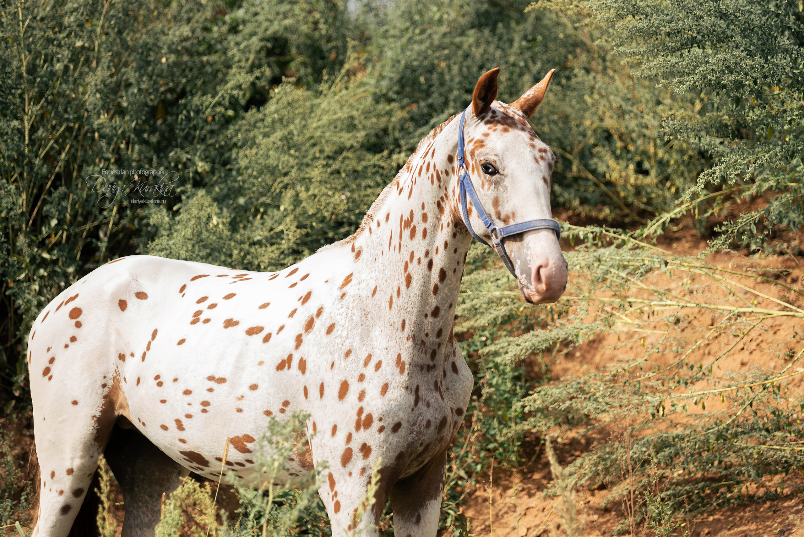 Кнабы. Конный фотограф Куракина Дарья • Фотосессии с лошадьми