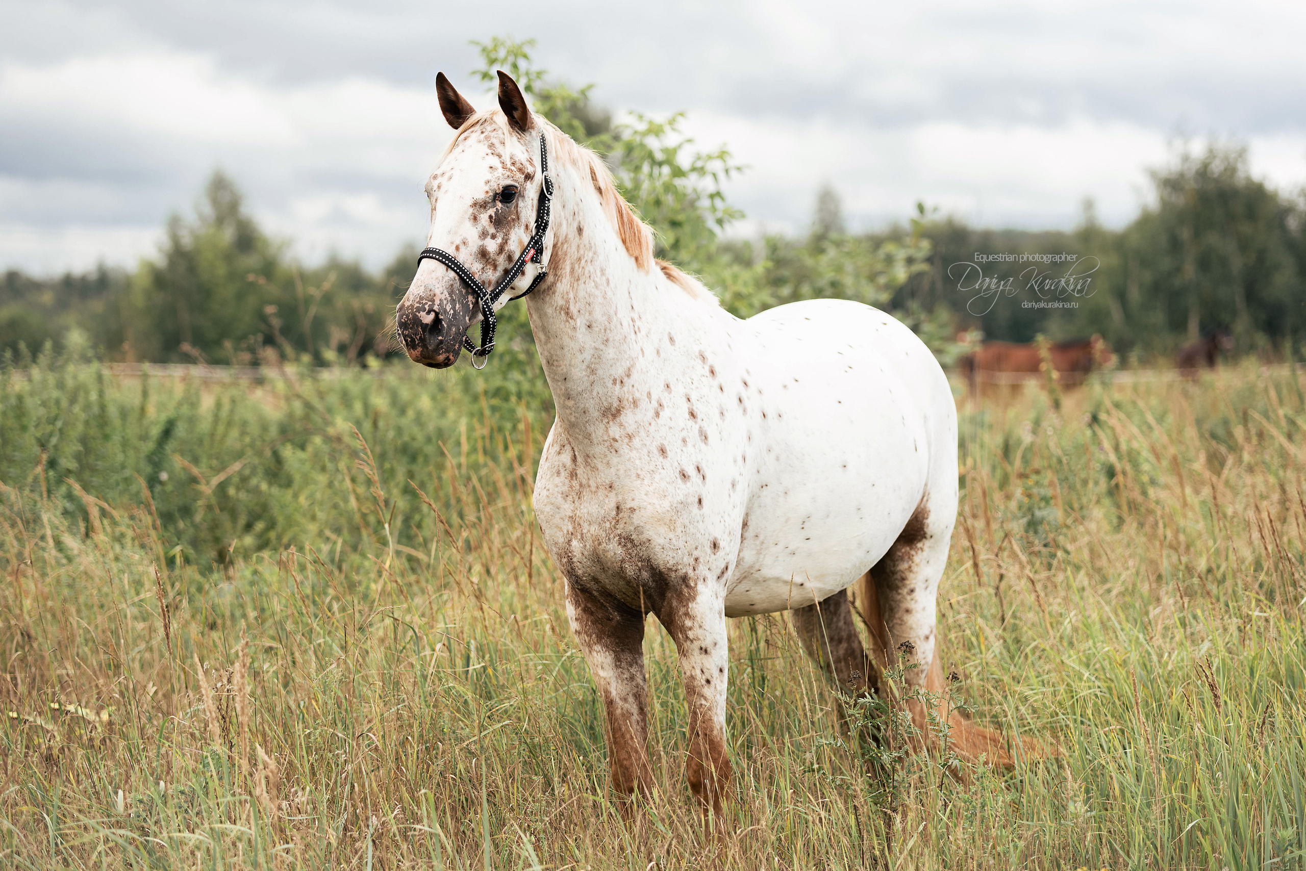 Кнабы. Конный фотограф Куракина Дарья • Фотосессии с лошадьми