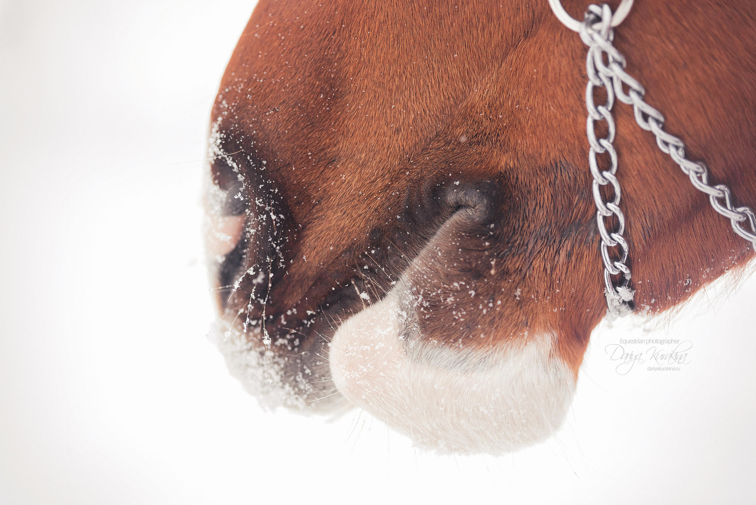 Атос. Конный фотограф Куракина Дарья • Фотосессии с лошадьми