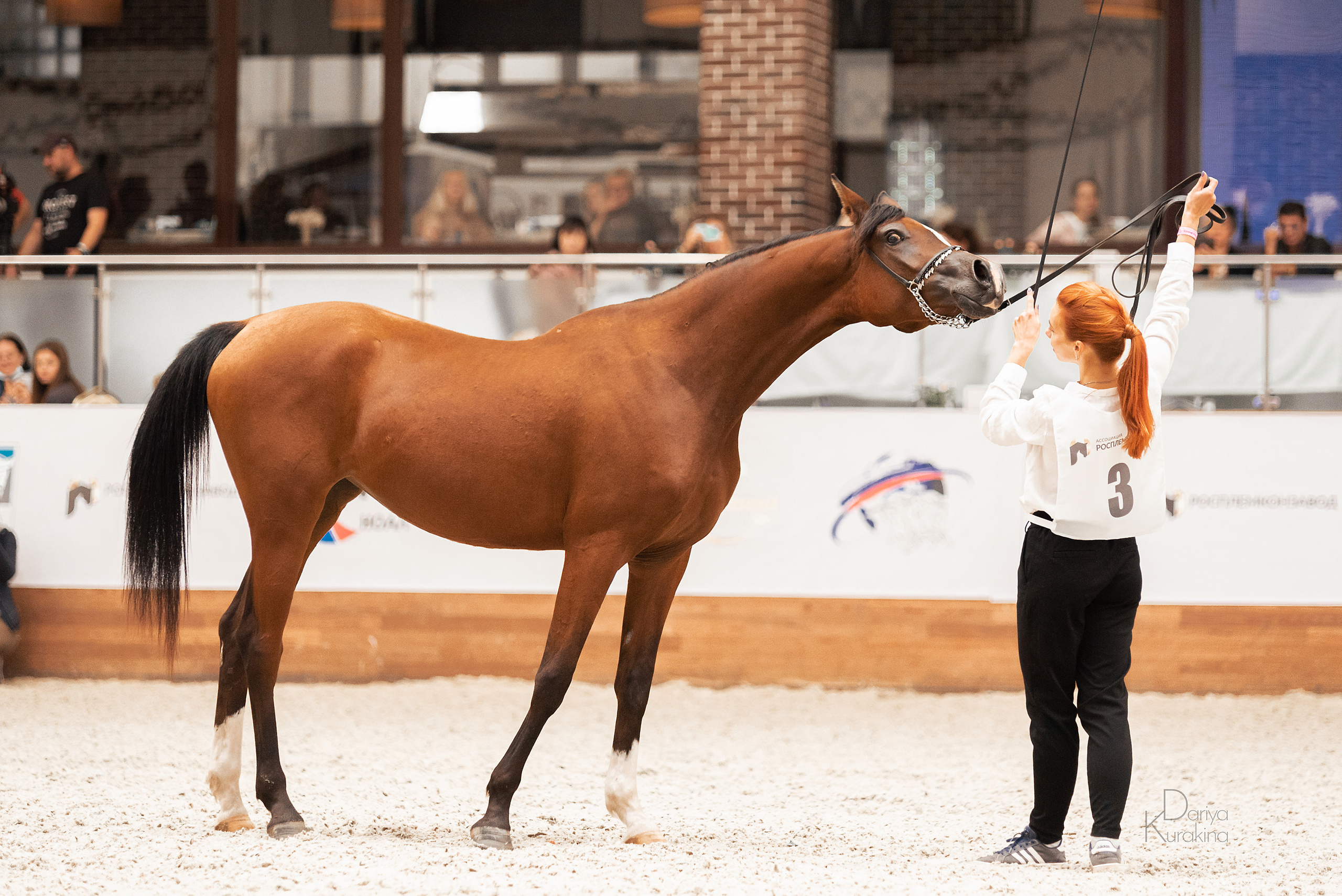 Конная Россия 2021. Конный фотограф Куракина Дарья • Фотосессии с лошадьми
