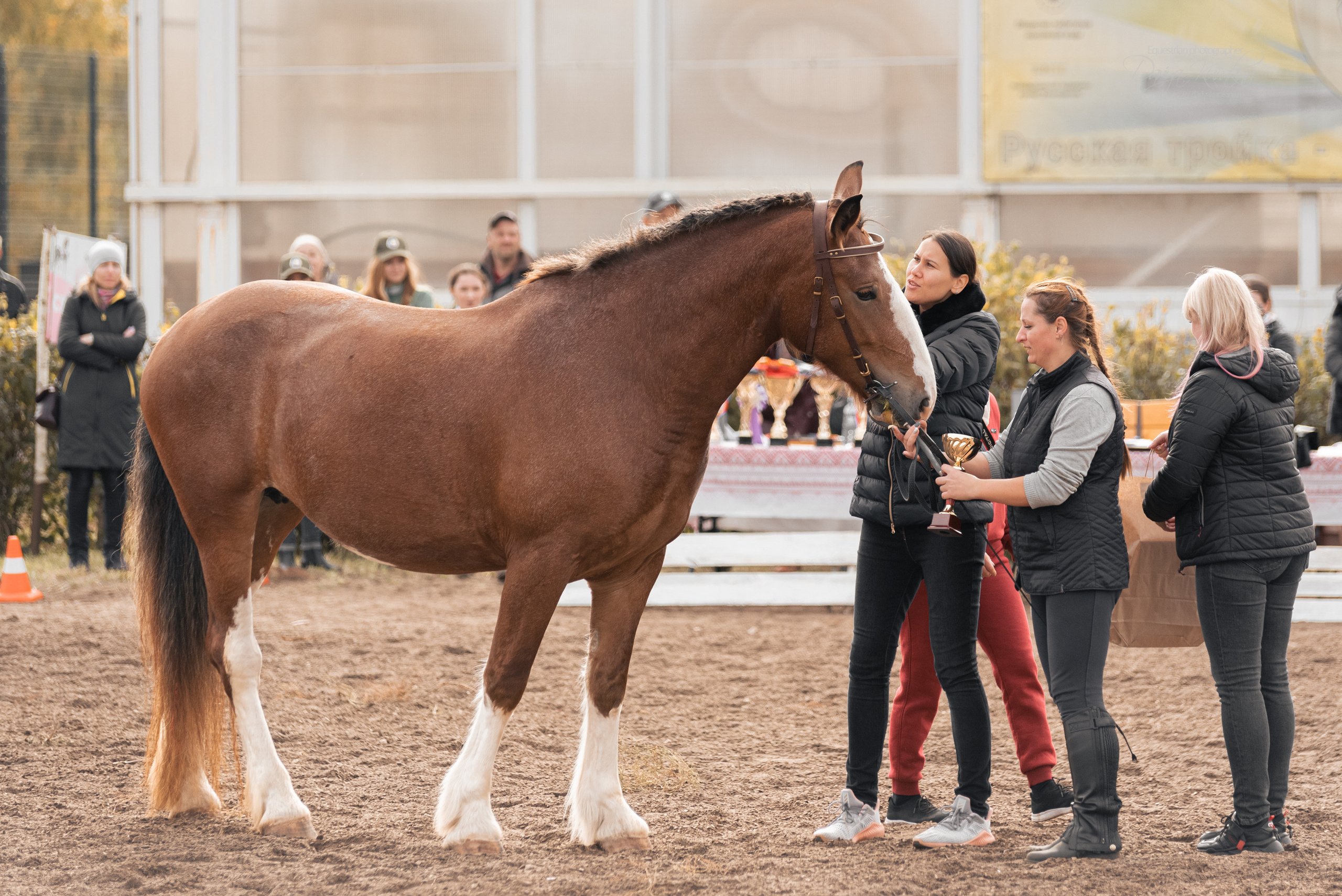 Богдарня. Конный фотограф Куракина Дарья • Фотосессии с лошадьми